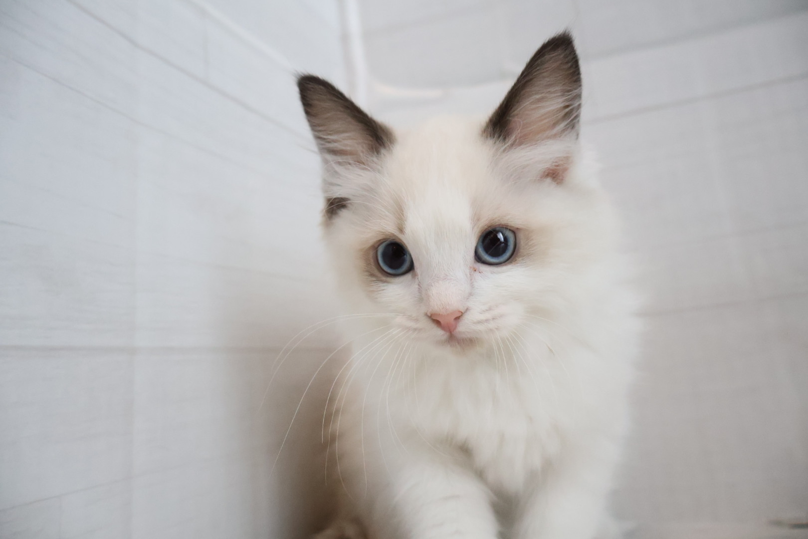 ラグドール シールポイントバイカラーの子猫｜福岡 |ペットアミ甘木店