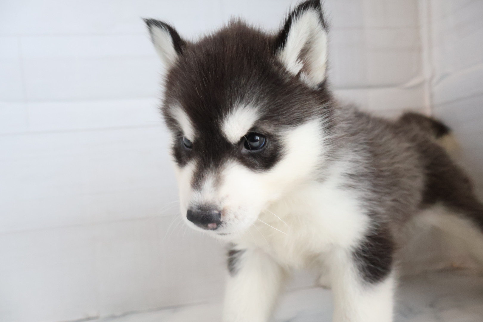 シベリアンハスキー ブラックホワイトの子犬｜福岡 |ペッツメイトイオン小郡店