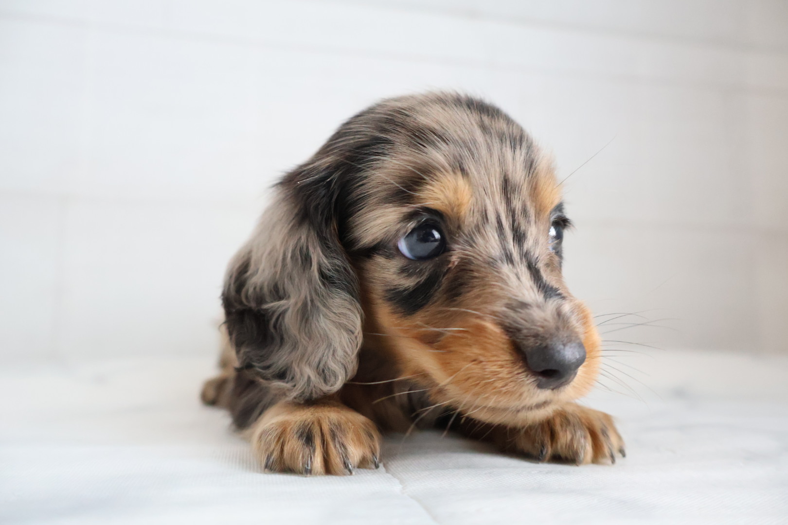 ミニチュアダックスフンド シルバーダップルの子犬｜福岡 | ペッツメイト天神大名店