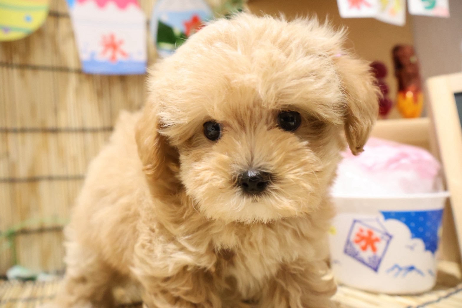 MIX(マルチーズ×トイプードル) クリームの子犬｜福岡 |ペッツメイトイオン乙金店