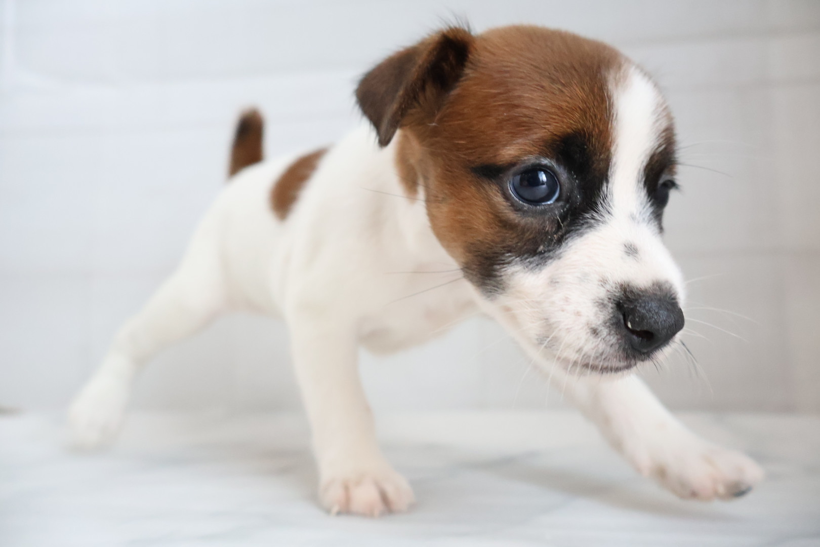 ジャックラッセルテリア タンホワイトの子犬｜福岡 |ペッツメイトイオン小郡店