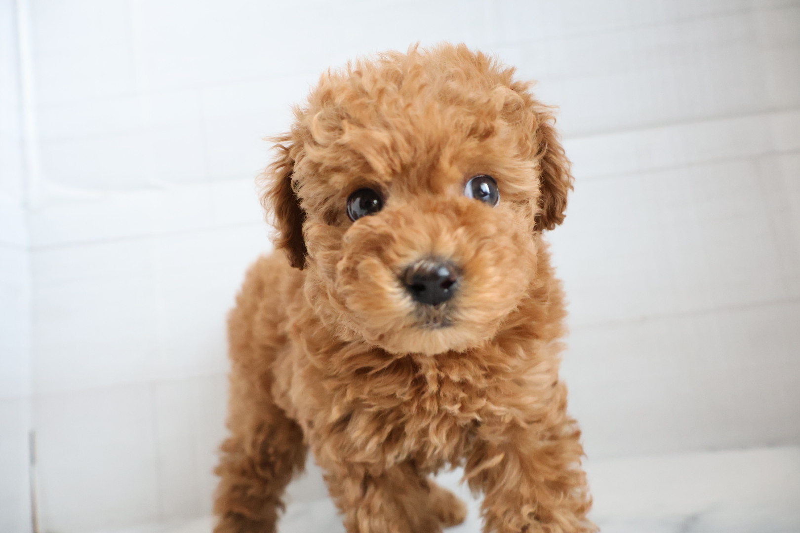 トイプードル レッドの子犬｜福岡 |ペットアミ甘木店