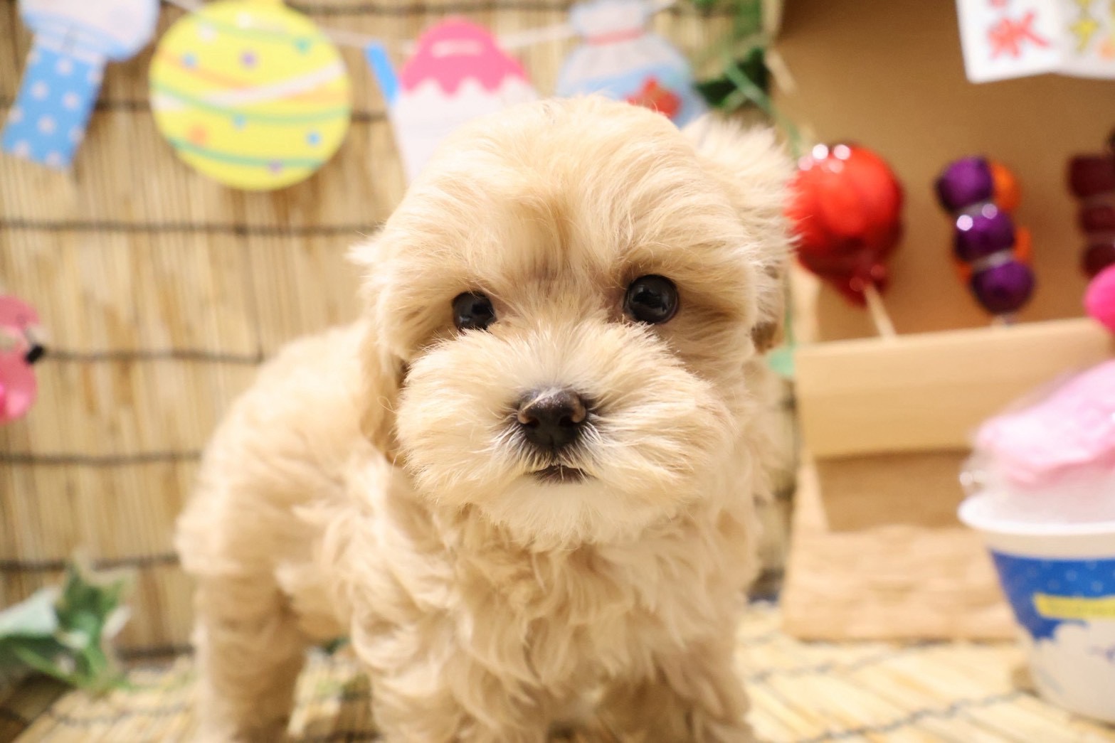 MIX(マルチーズ×トイプードル) クリームの子犬｜福岡 |ペッツメイトイオン乙金店