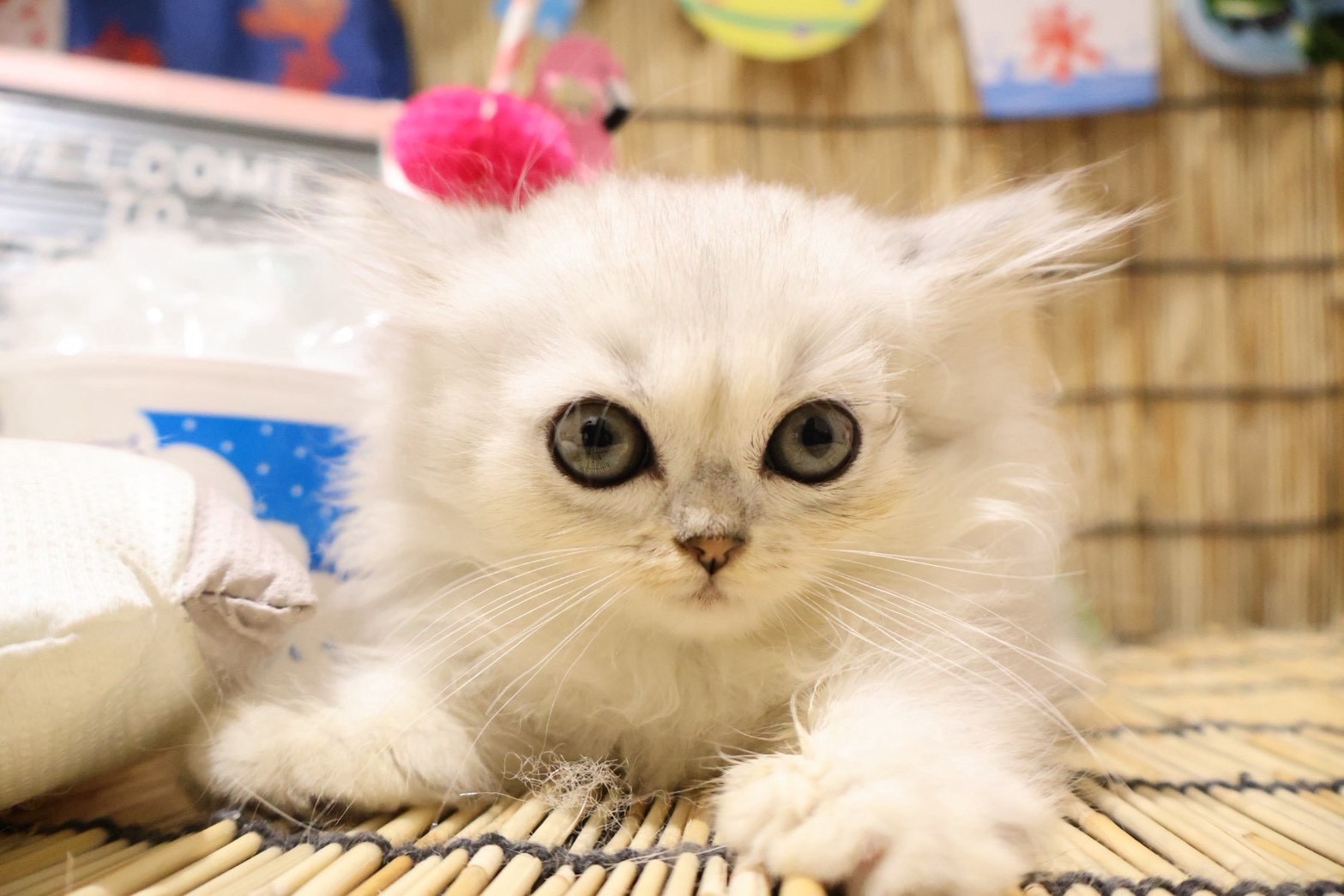 ペルシャ チンチラシルバーの子猫｜福岡 |ペッツメイトイオン小郡店