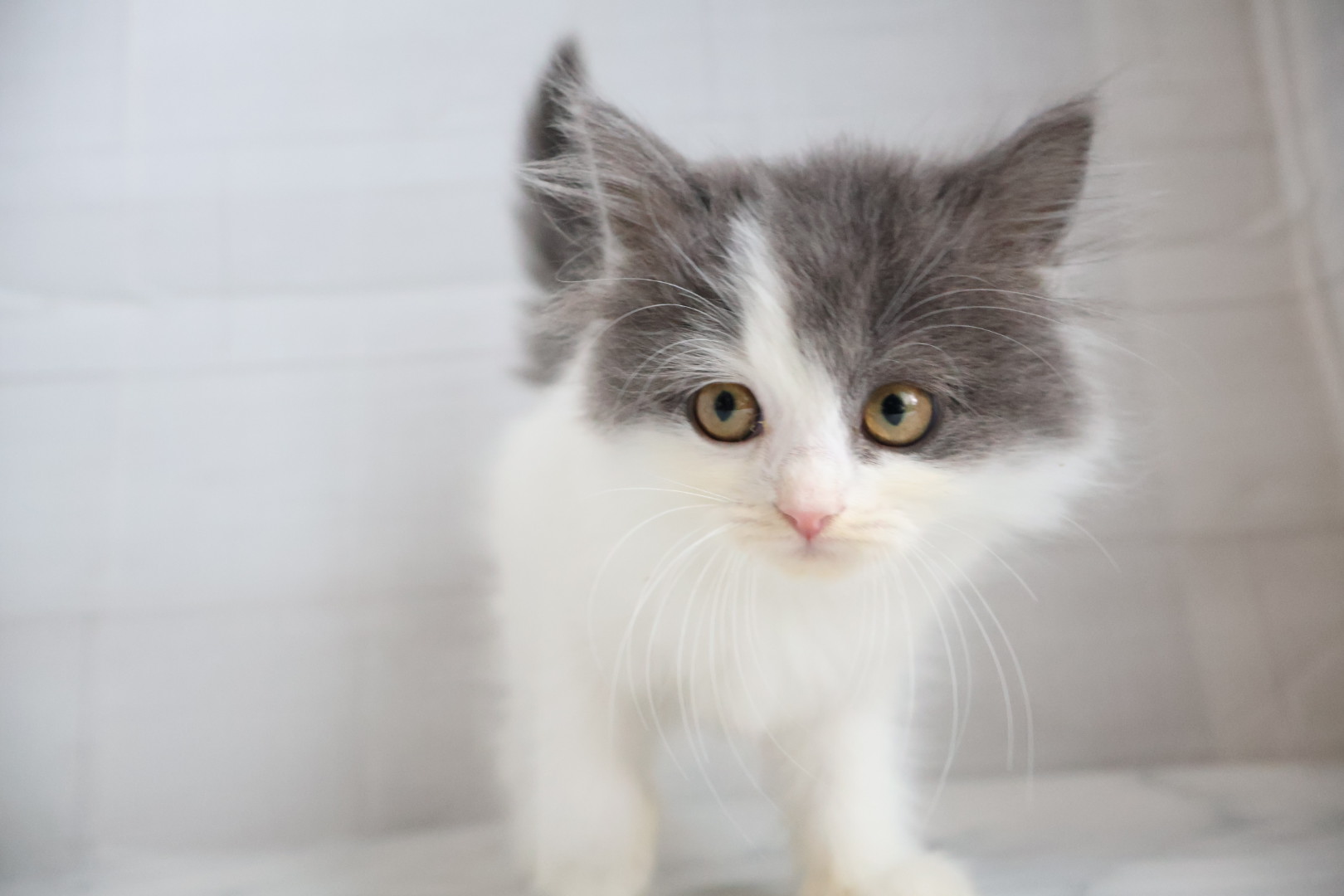 サイベリアン ブルータビーホワイトの子猫｜福岡 | ペッツメイト天神大名店