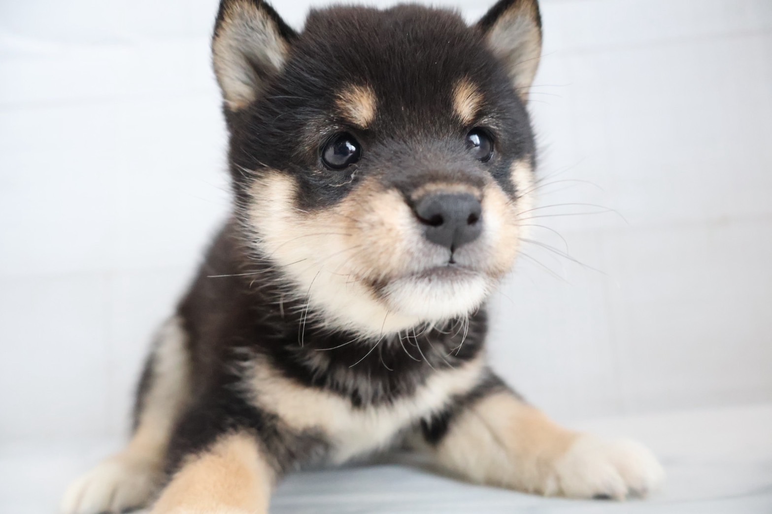 豆柴 黒の子犬｜