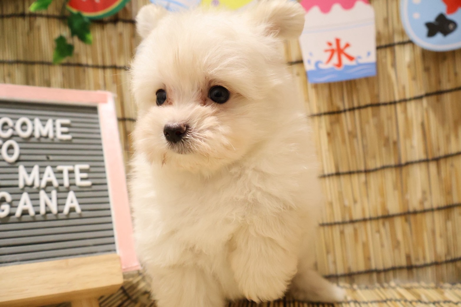 MIX(マルチーズ×ポメラニアン) クリームの子犬｜宮崎 | ペッツメイトイオン都城店