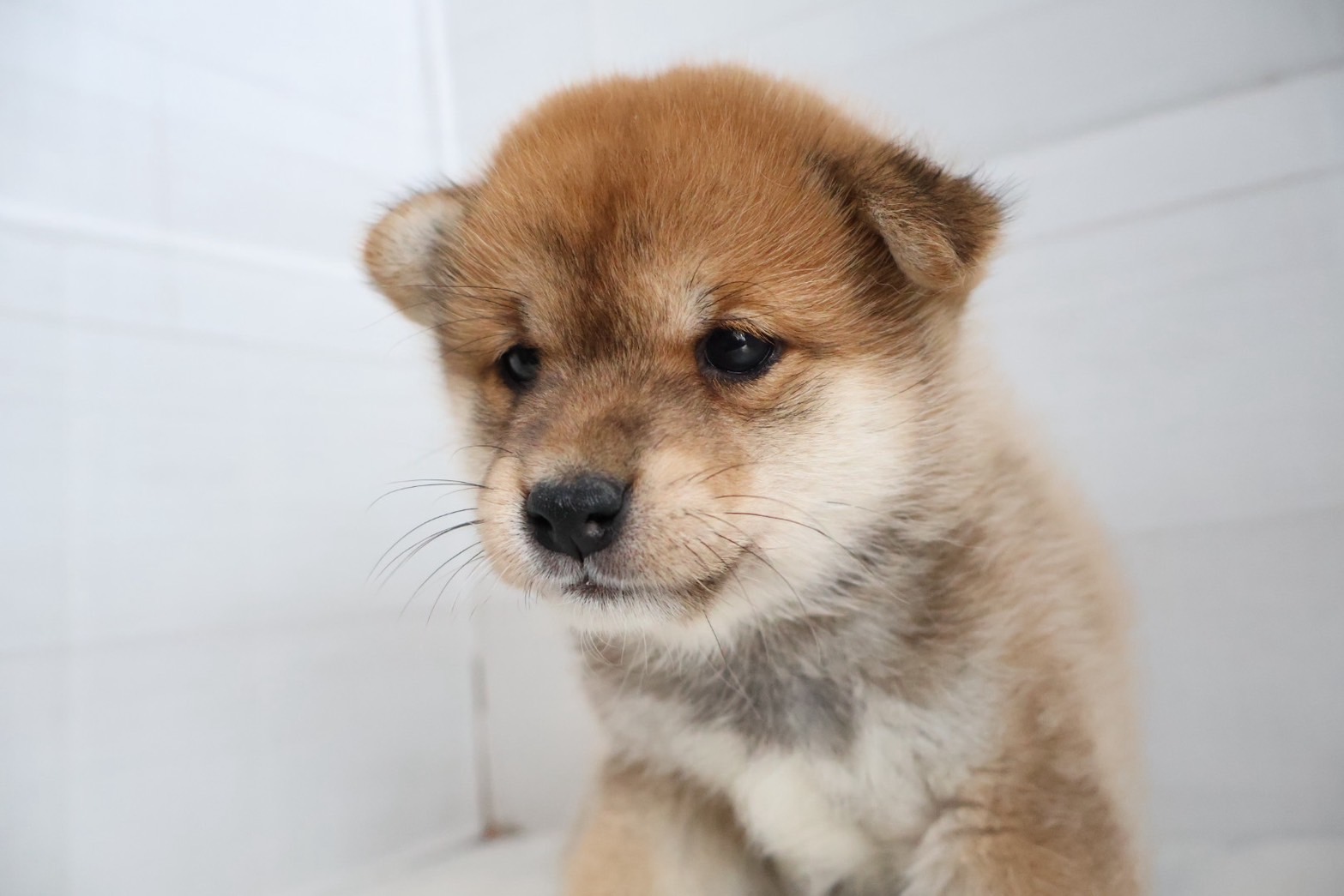 豆柴 赤の子犬｜福岡 |ペッツメイトイオン小郡店
