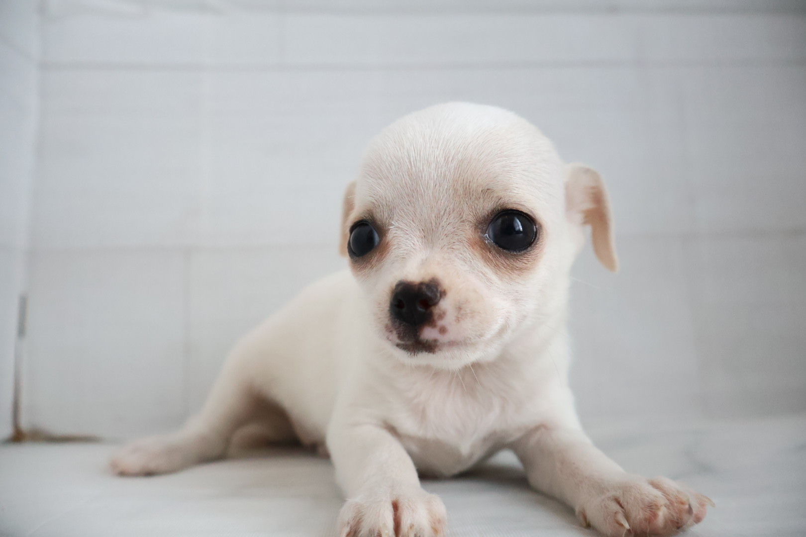 スムースコートチワワ クリームの子犬｜宮崎 | ペッツメイトイオン都城店