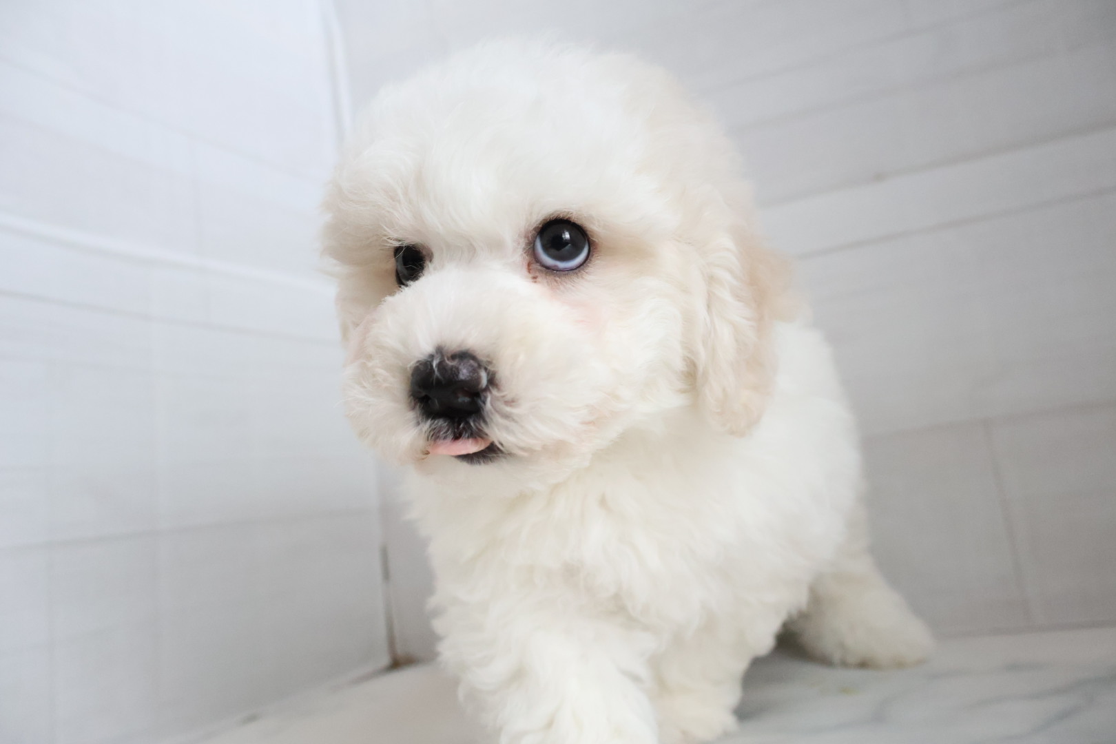 ビションフリーゼ ホワイトの子犬｜福岡 | ペッツメイト天神大名店