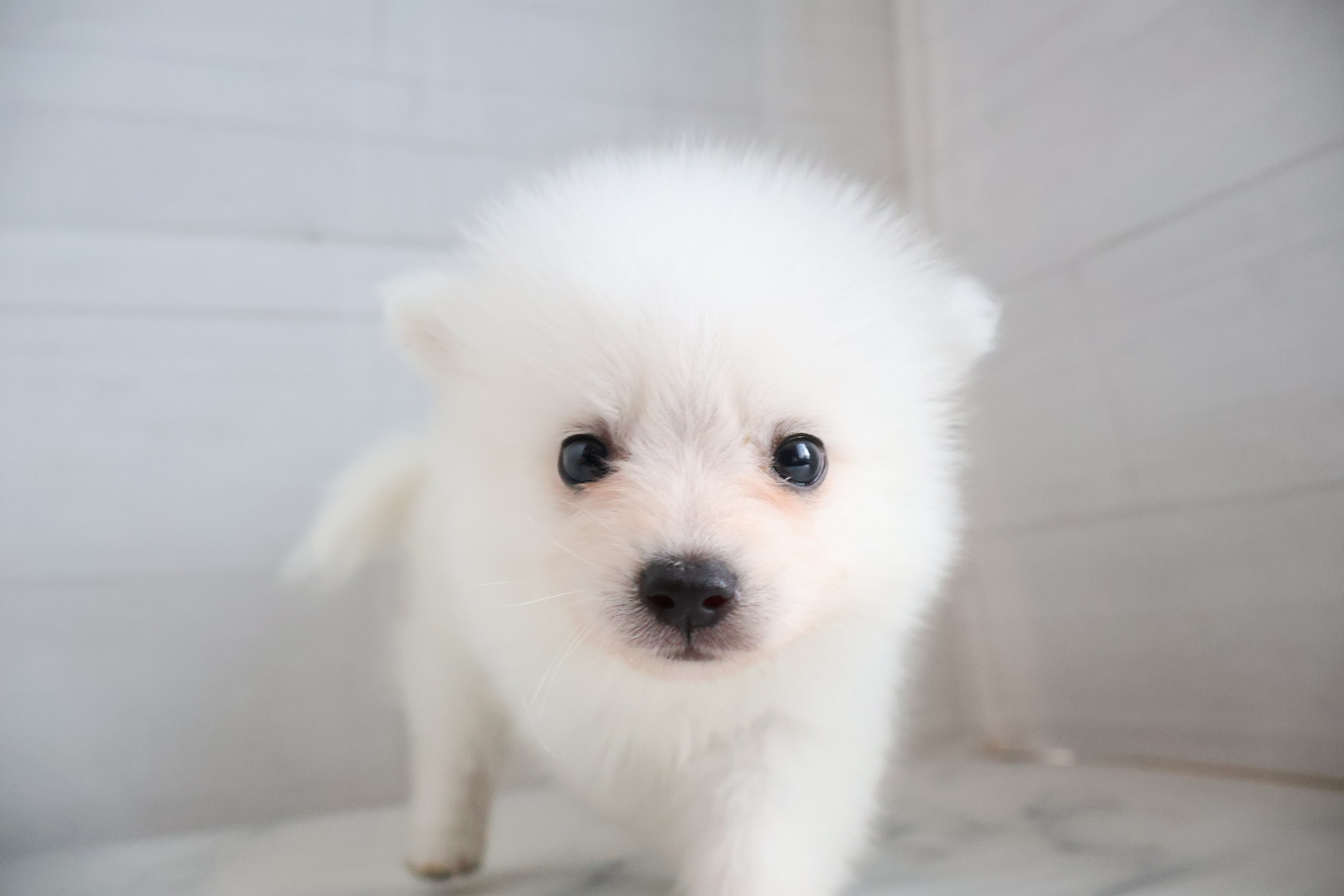 スピッツ ホワイトの子犬｜福岡 |ペッツメイトイオン小郡店