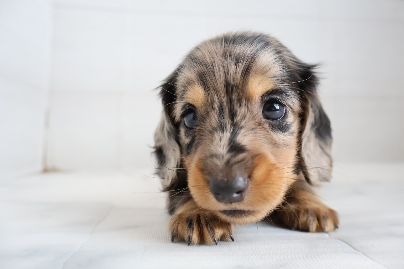 ミニチュアダックスフンド シルバーダップルの子犬｜福岡 | ペッツメイト天神大名店