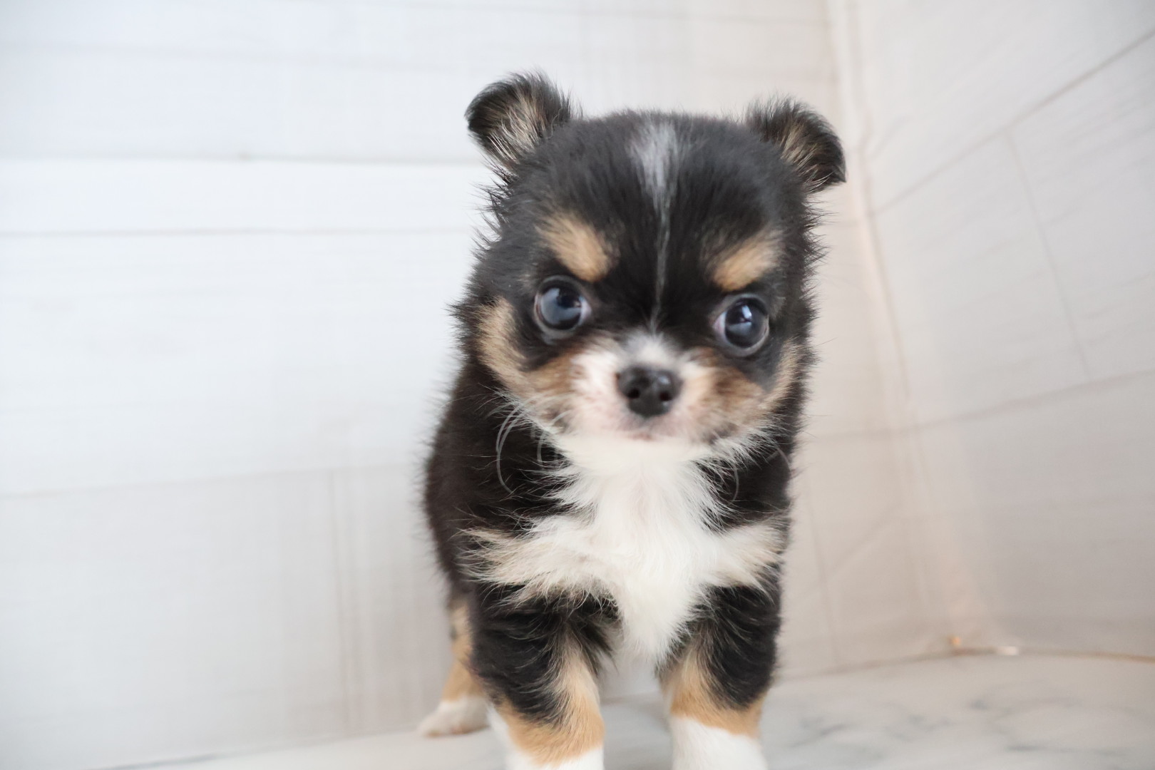 ロングコートチワワ ブラックタンホワイトの子犬｜宮崎 | ペッツメイト宮交シティ店