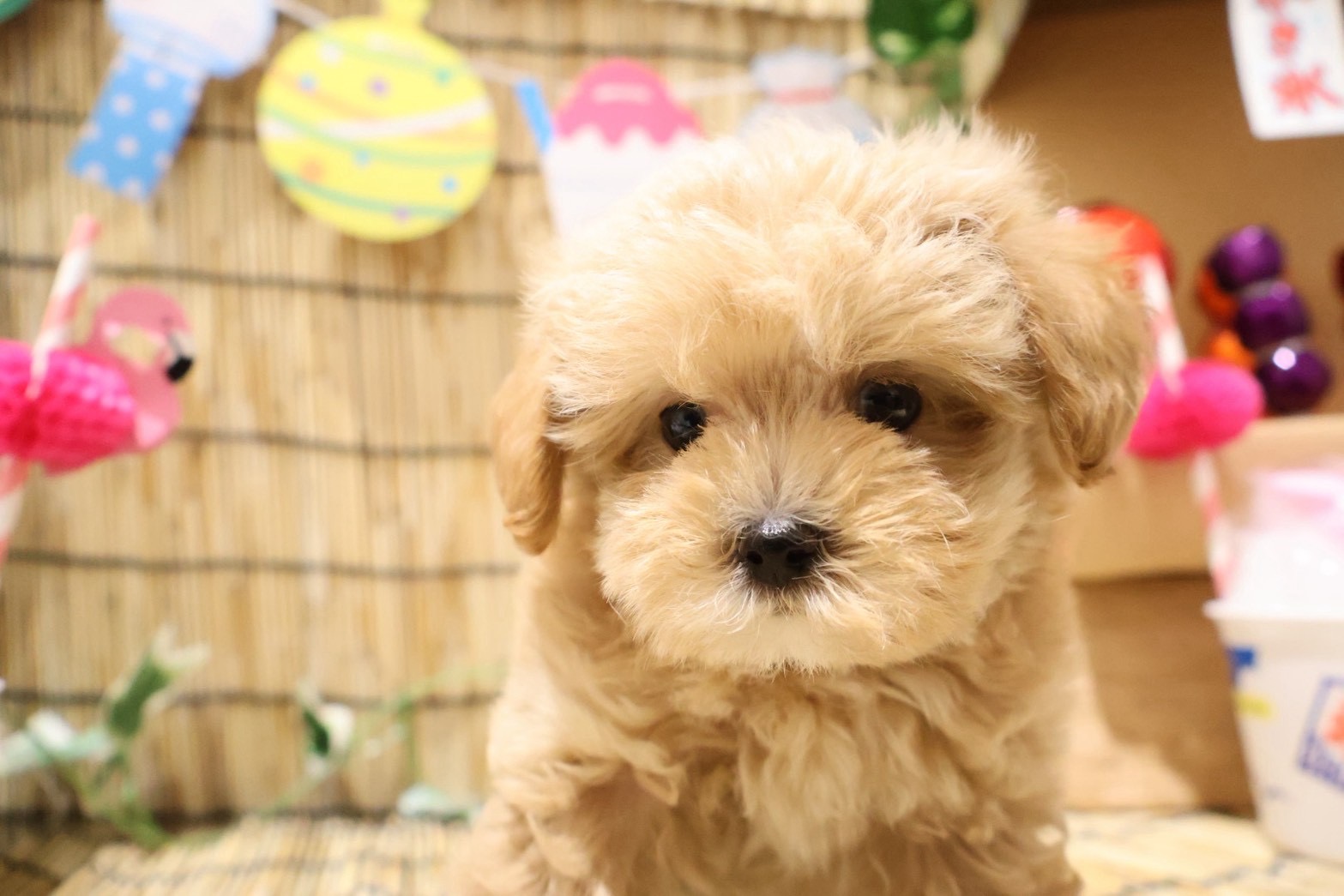 MIX(マルチーズ×トイプードル) クリームの子犬｜福岡 |ペッツメイトイオン乙金店
