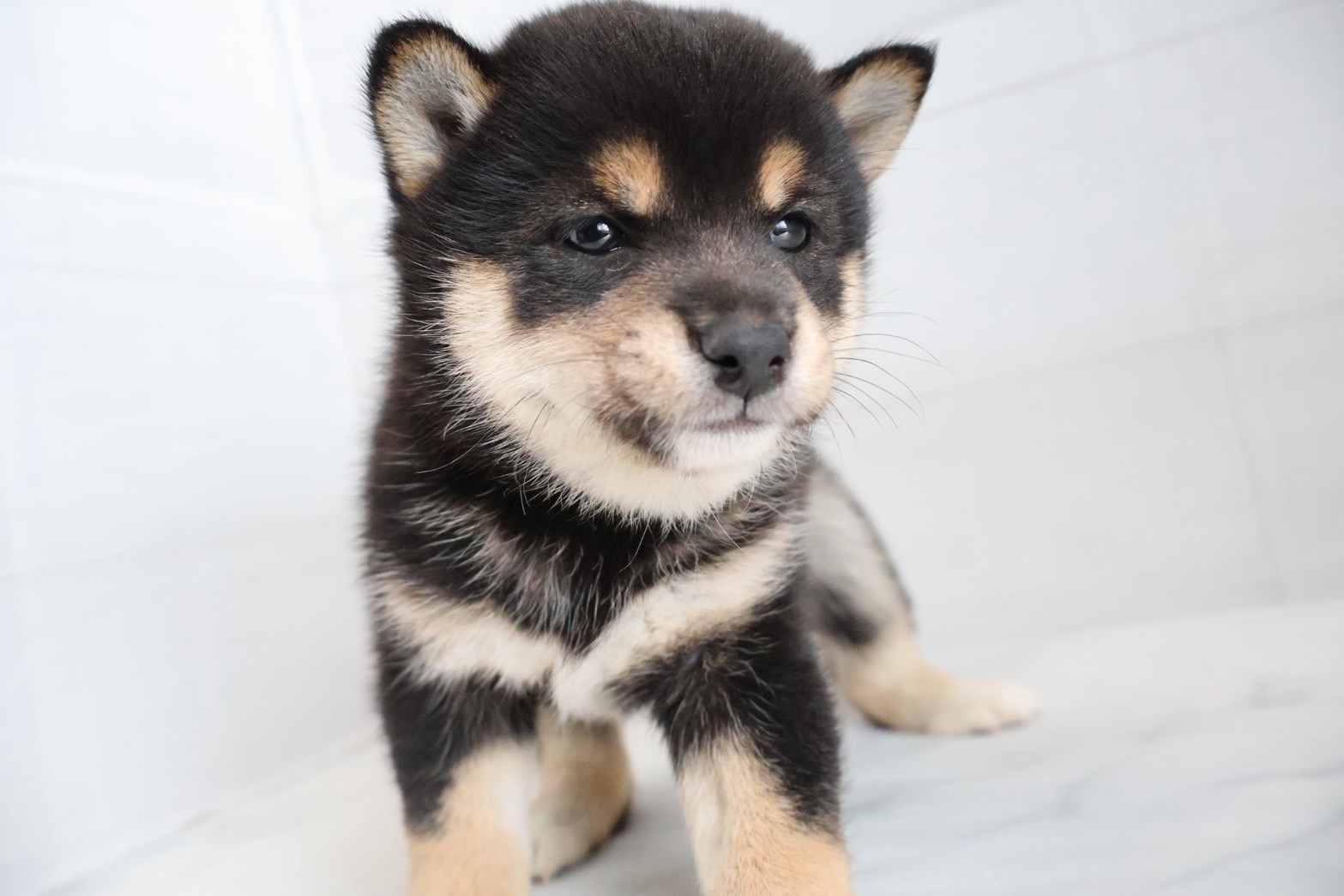 豆柴 黒の子犬｜宮崎 | ペッツメイトイオン都城店