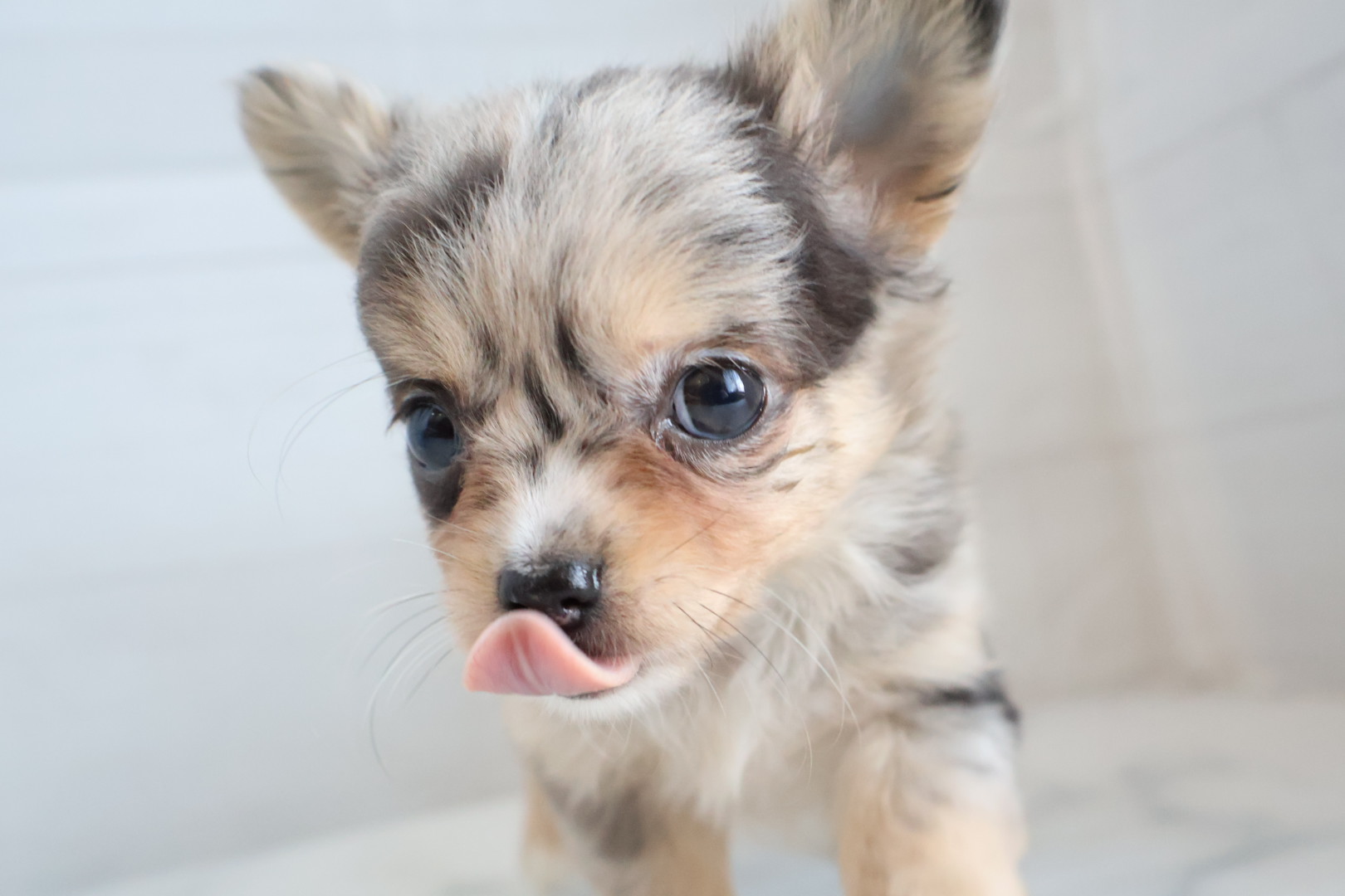ロングコートチワワ ブルーマールの子犬｜福岡 |ペットアミ甘木店