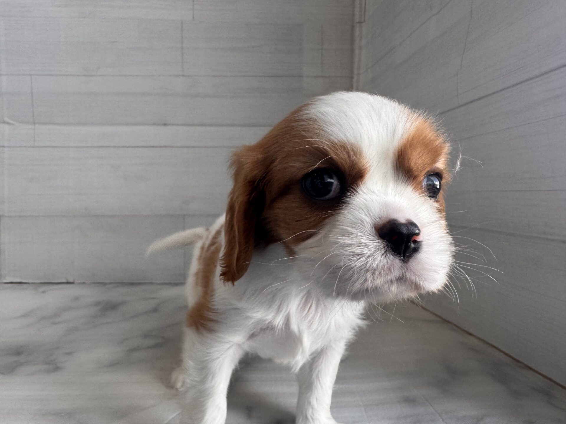 キャバリア・キング・チャールズ・スパニエル ブレンハイムの子犬｜佐賀 | ペッツメイトモラージュ佐賀店