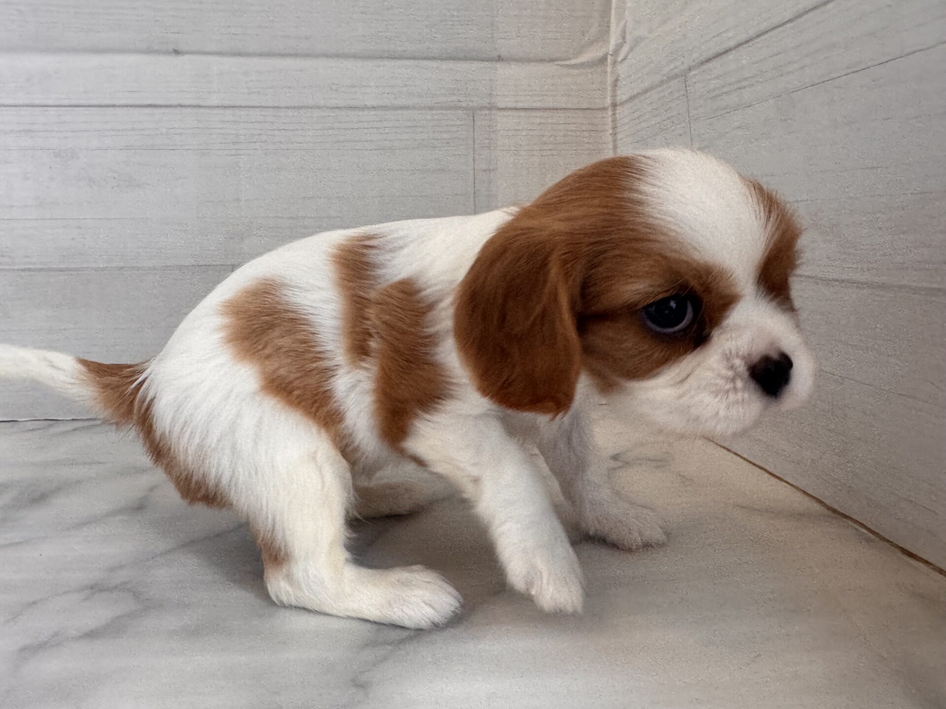 キャバリア・キング・チャールズ・スパニエル ブレンハイムの子犬｜佐賀 | ペッツメイトモラージュ佐賀店