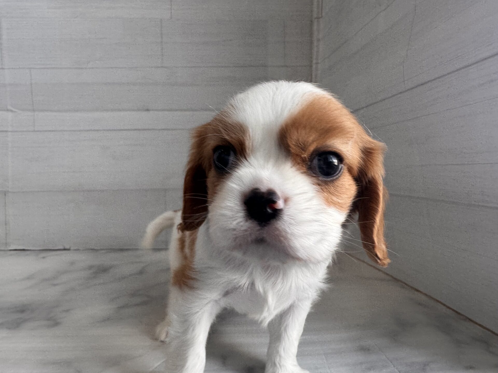 キャバリア・キング・チャールズ・スパニエル ブレンハイムの子犬｜佐賀 | ペッツメイトモラージュ佐賀店