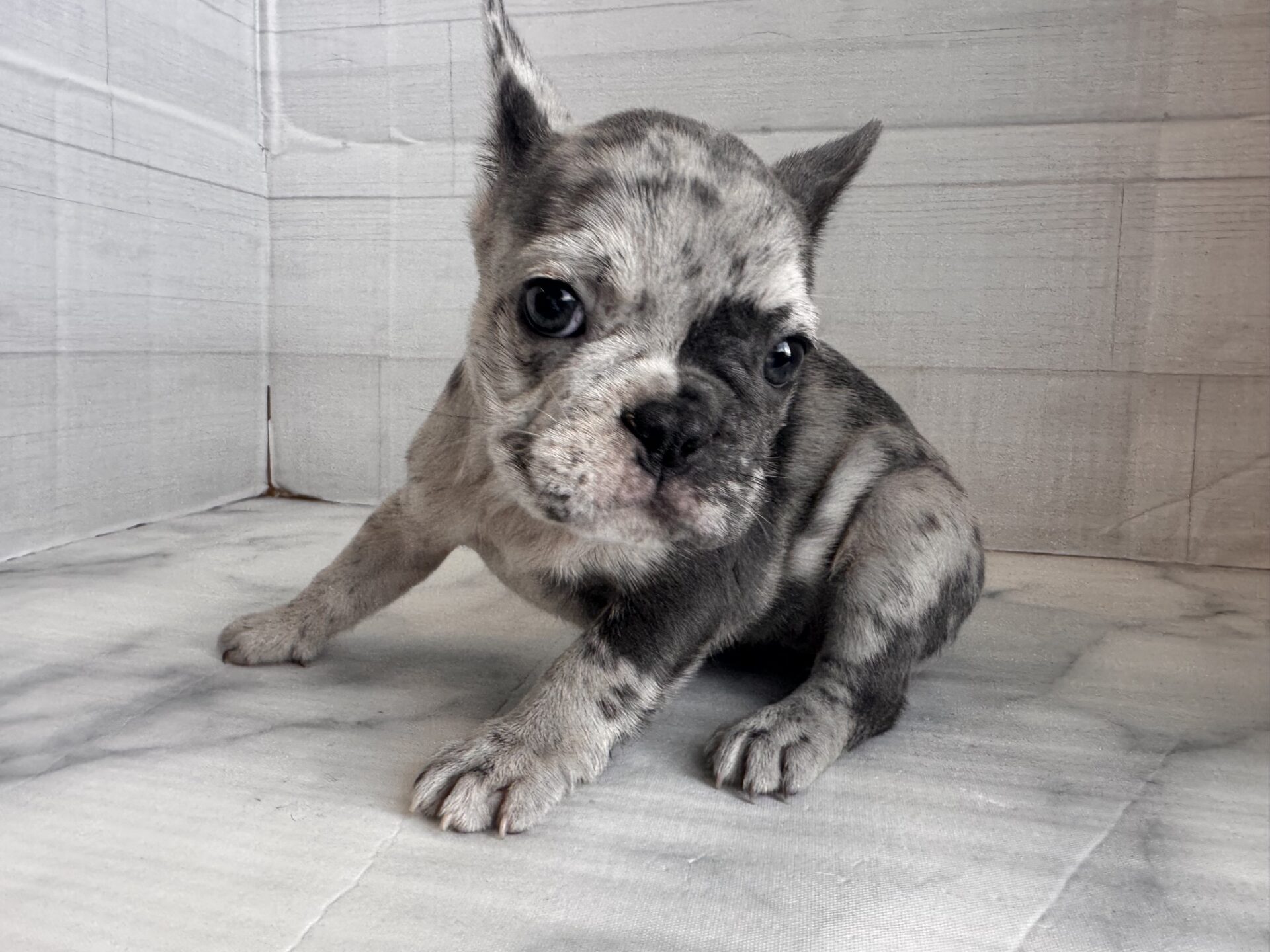 フレンチブルドッグ ブルーマールの子犬｜福岡 |ペッツメイトイオン小郡店