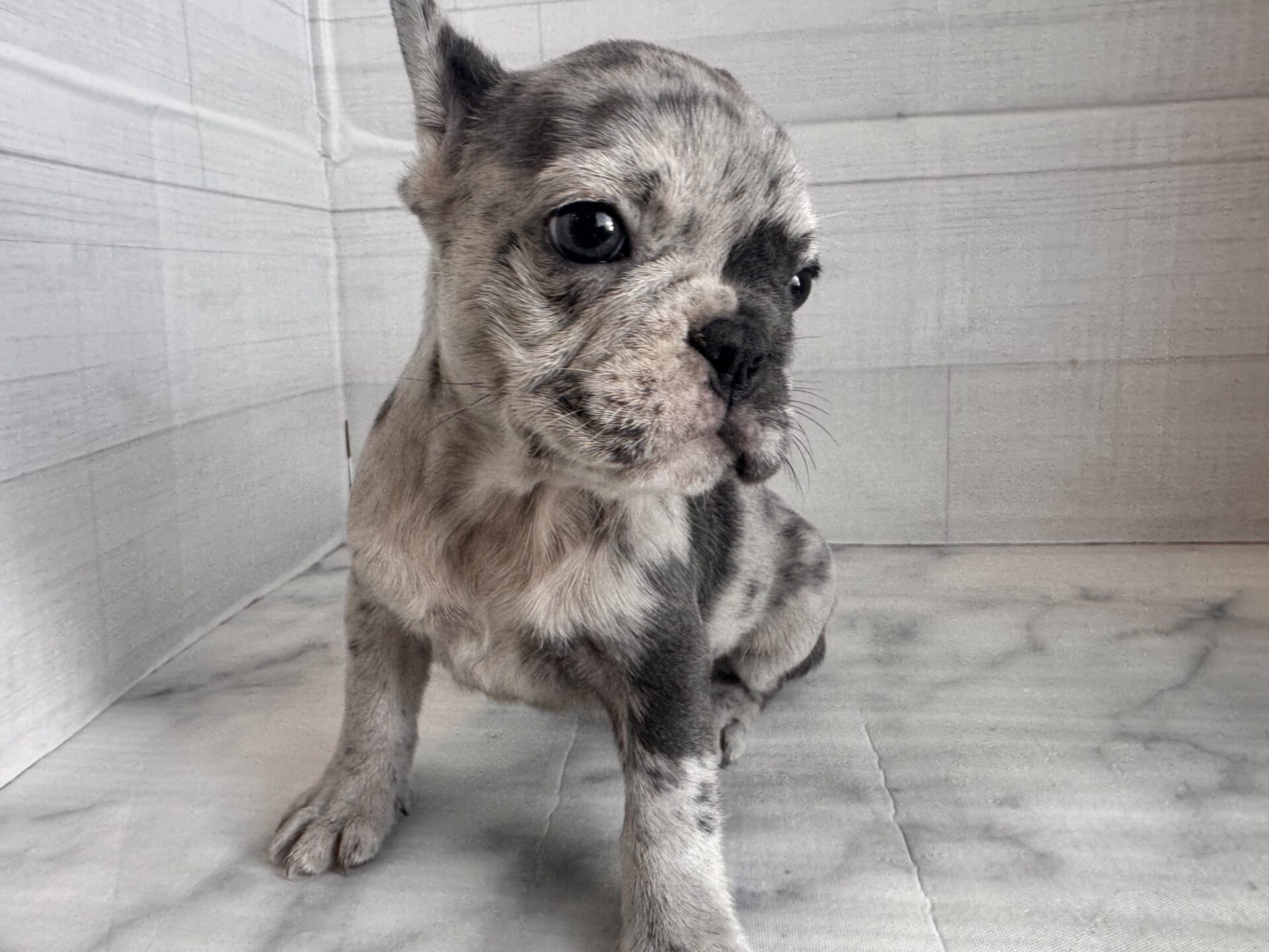 フレンチブルドッグ ブルーマールの子犬｜福岡 |ペッツメイトイオン小郡店