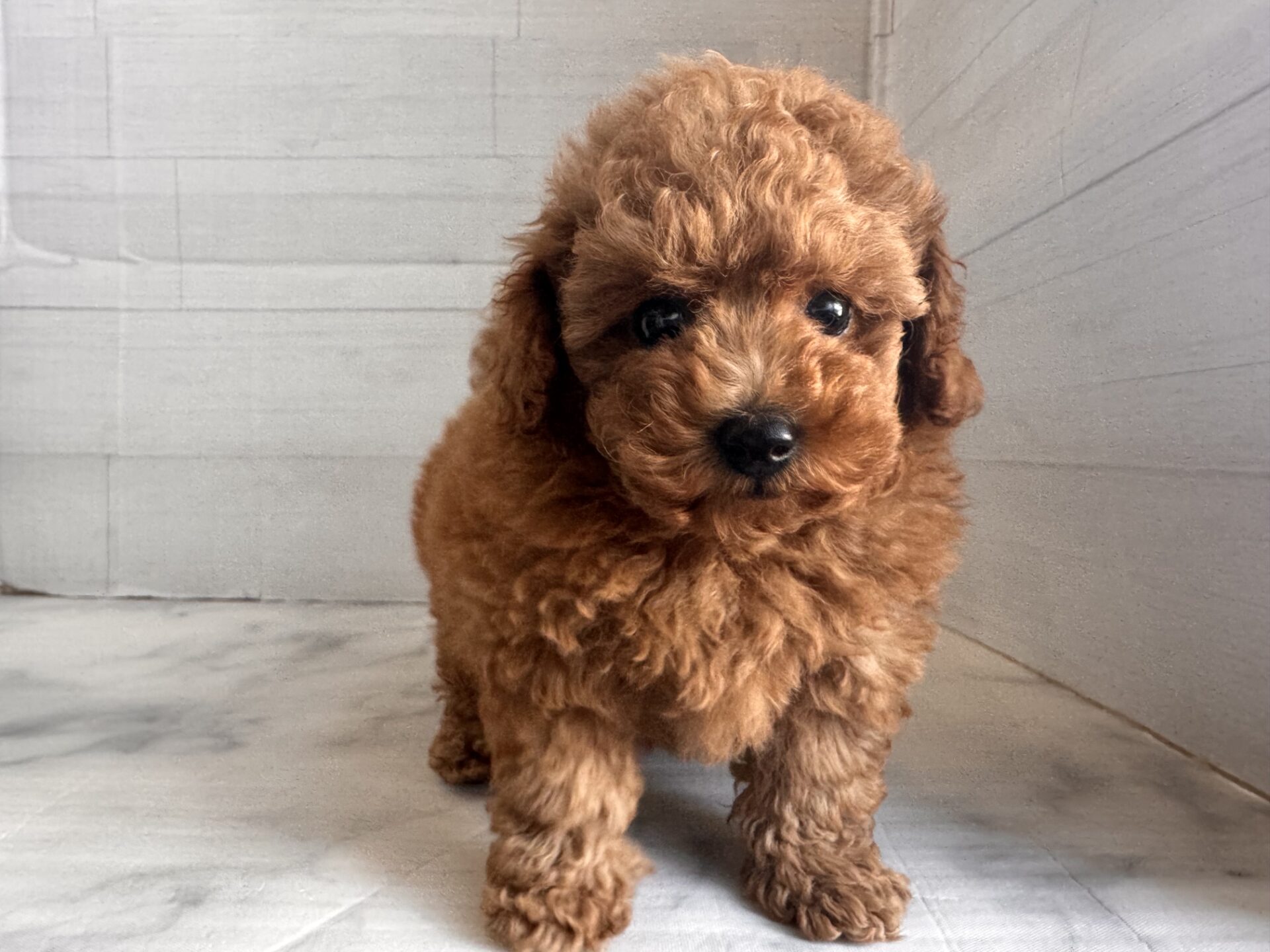 トイプードル レッドの子犬｜福岡 |ペッツメイトイオン乙金店