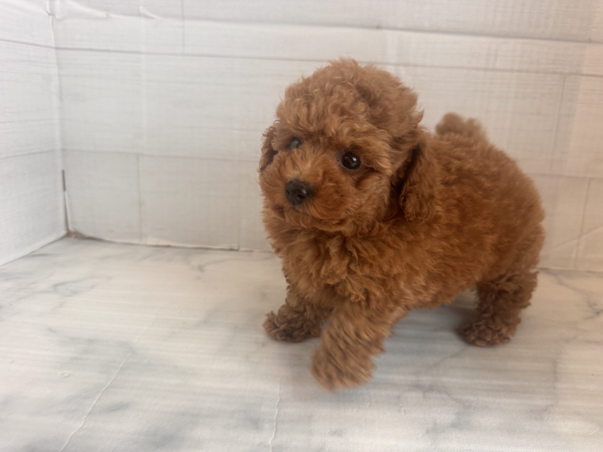 トイプードル レッドの子犬｜福岡 |ペッツメイトイオン乙金店