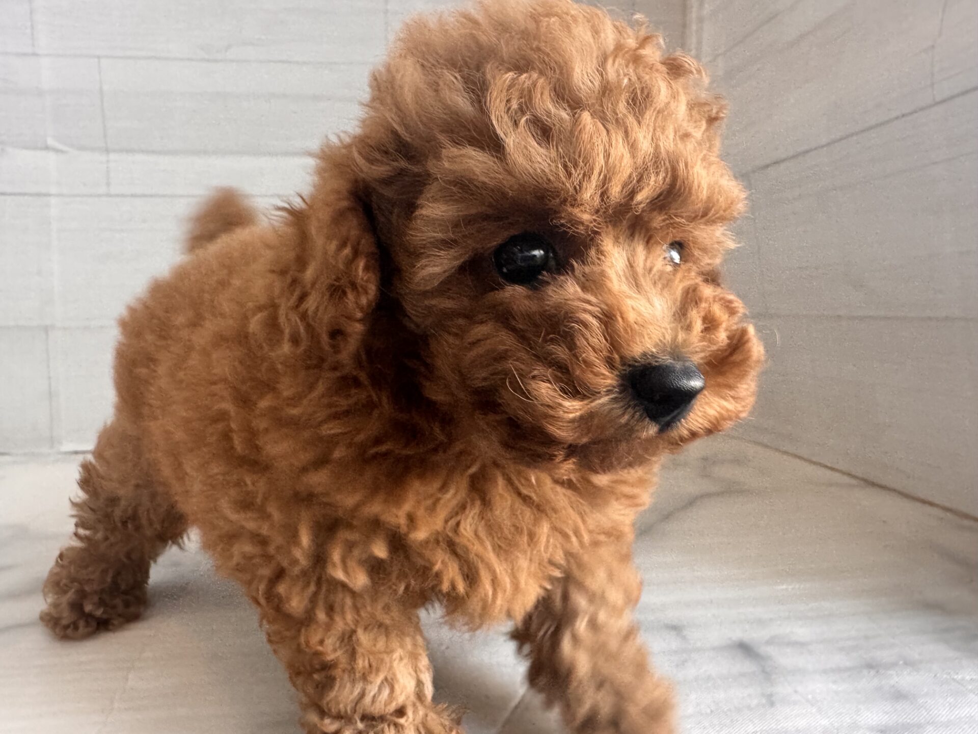 トイプードル レッドの子犬｜福岡 |ペッツメイトイオン乙金店