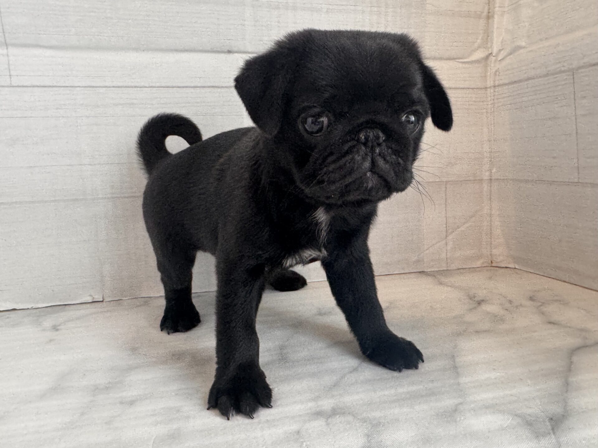 パグ ブラックの子犬｜福岡 |ペッツメイトイオン乙金店