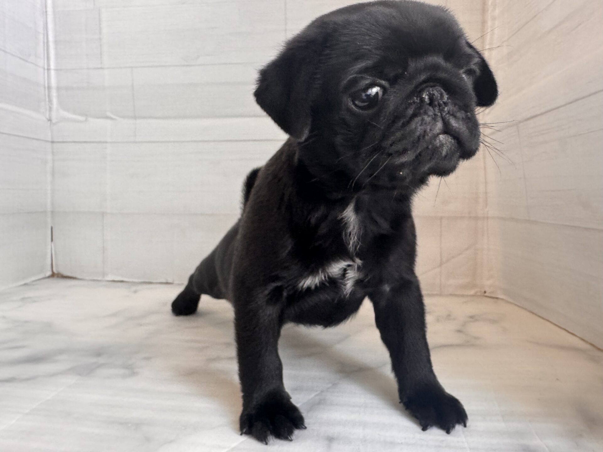 パグ ブラックの子犬｜福岡 |ペッツメイトイオン乙金店