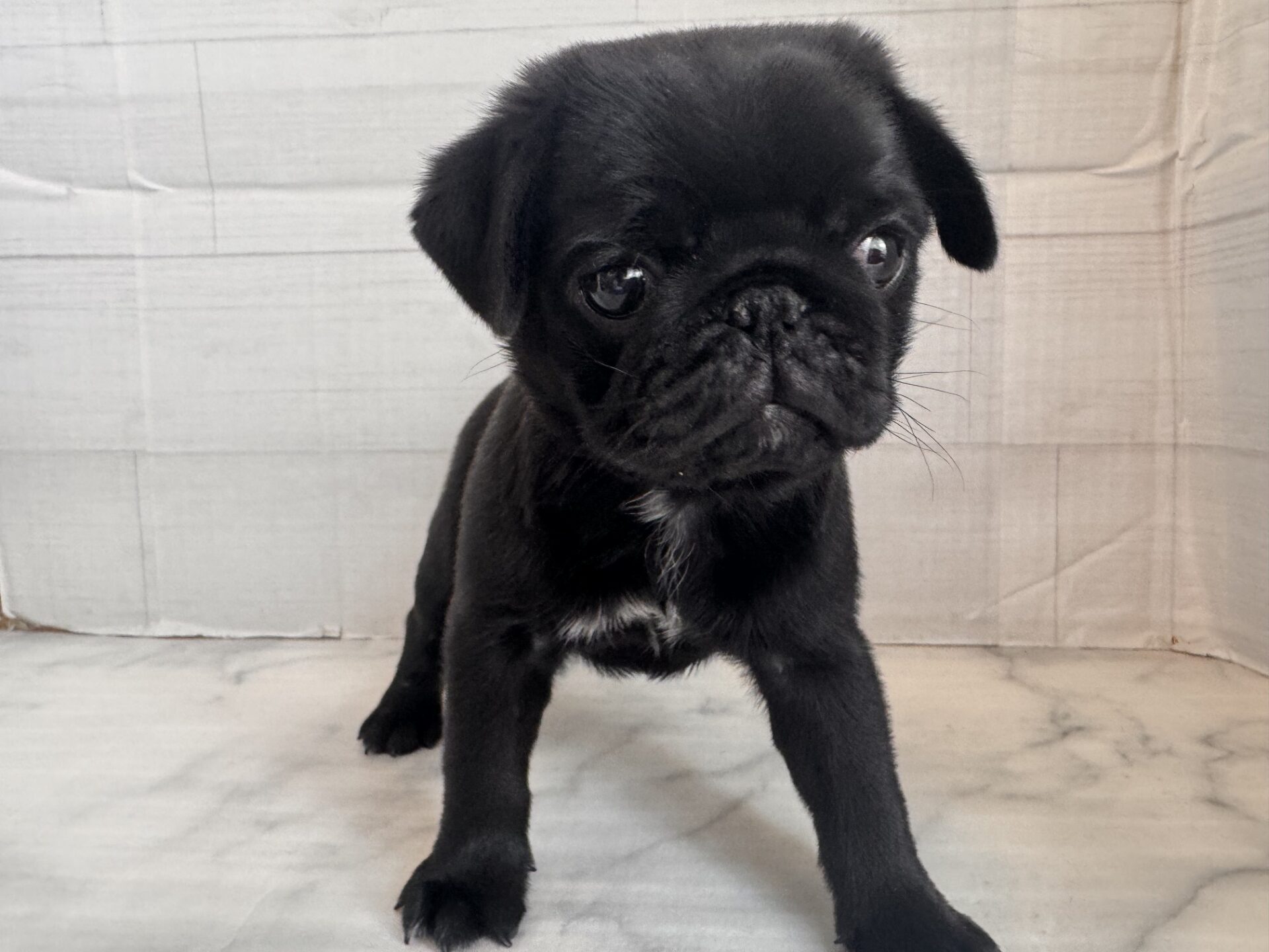 パグ ブラックの子犬｜福岡 |ペッツメイトイオン乙金店