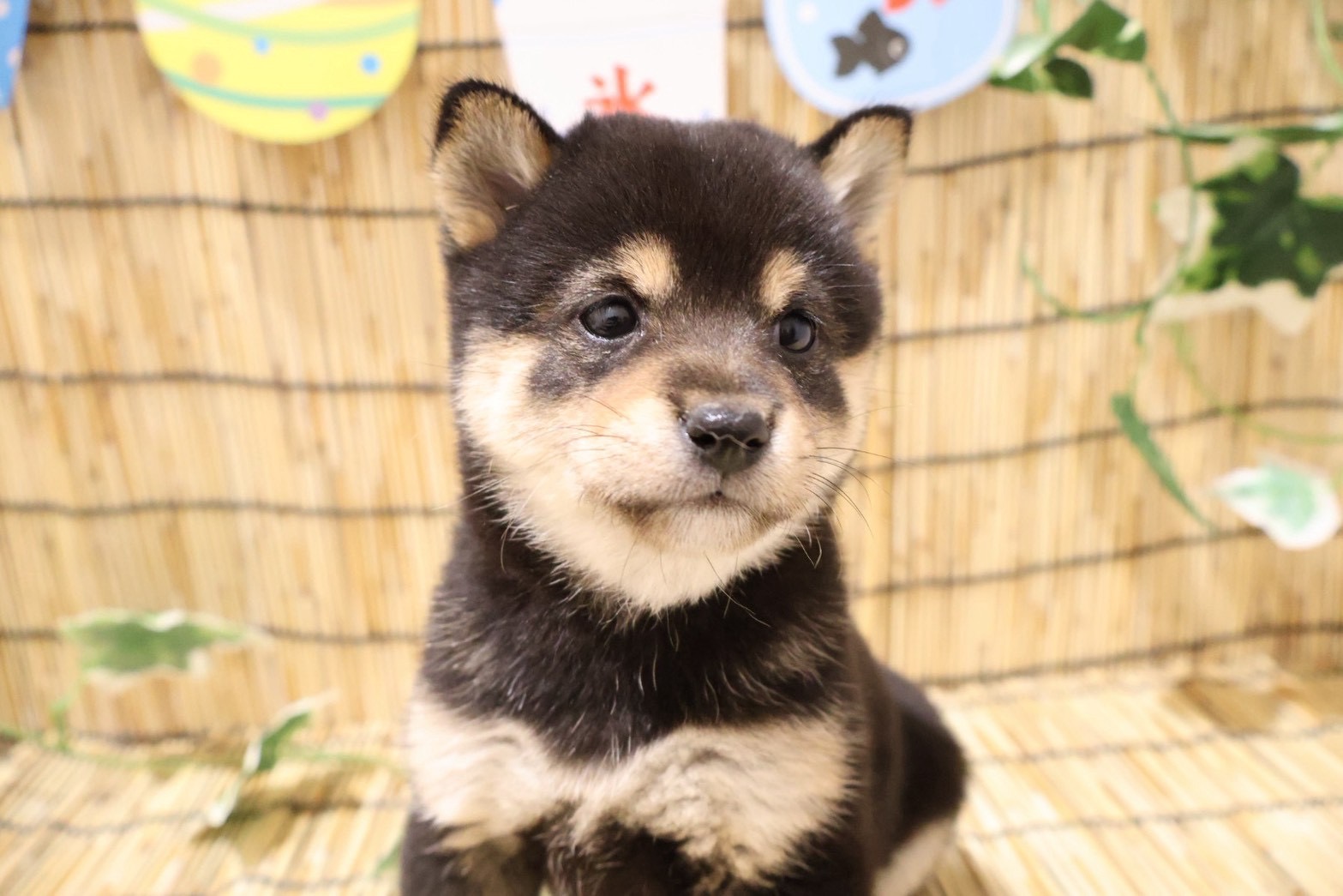 豆柴 黒の子犬｜福岡 | ペッツメイト天神大名店