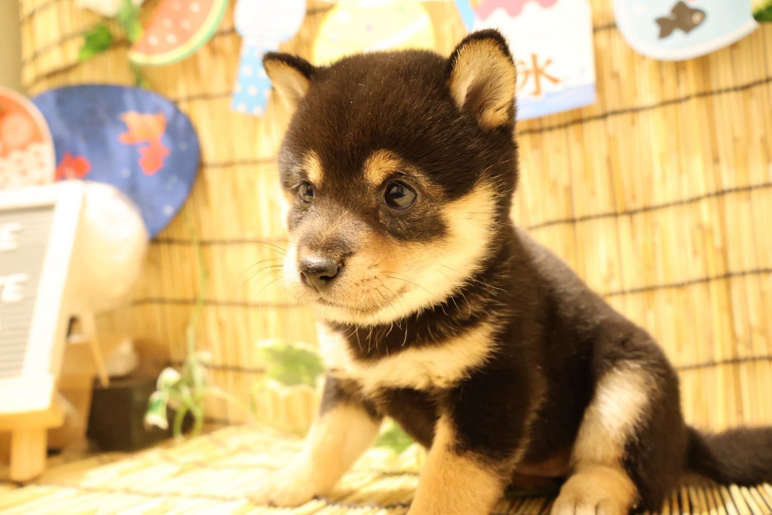 豆柴 黒の子犬｜福岡 | ペッツメイト天神大名店