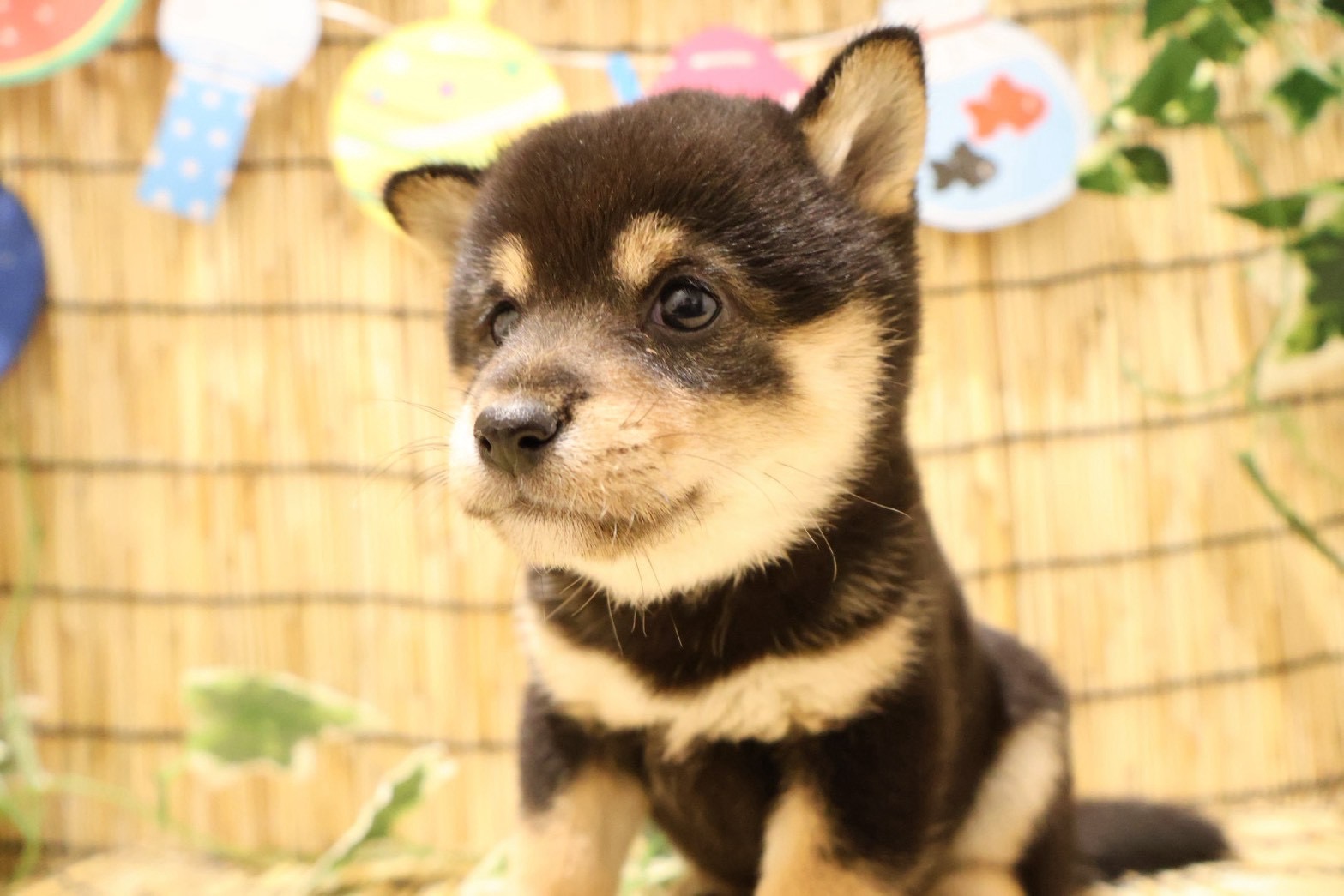 豆柴 黒の子犬｜福岡 | ペッツメイト天神大名店