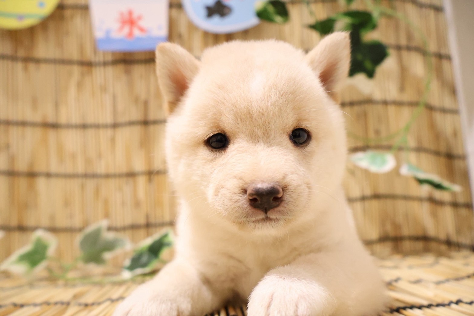 豆柴 白の子犬｜福岡 | ペッツメイト天神大名店