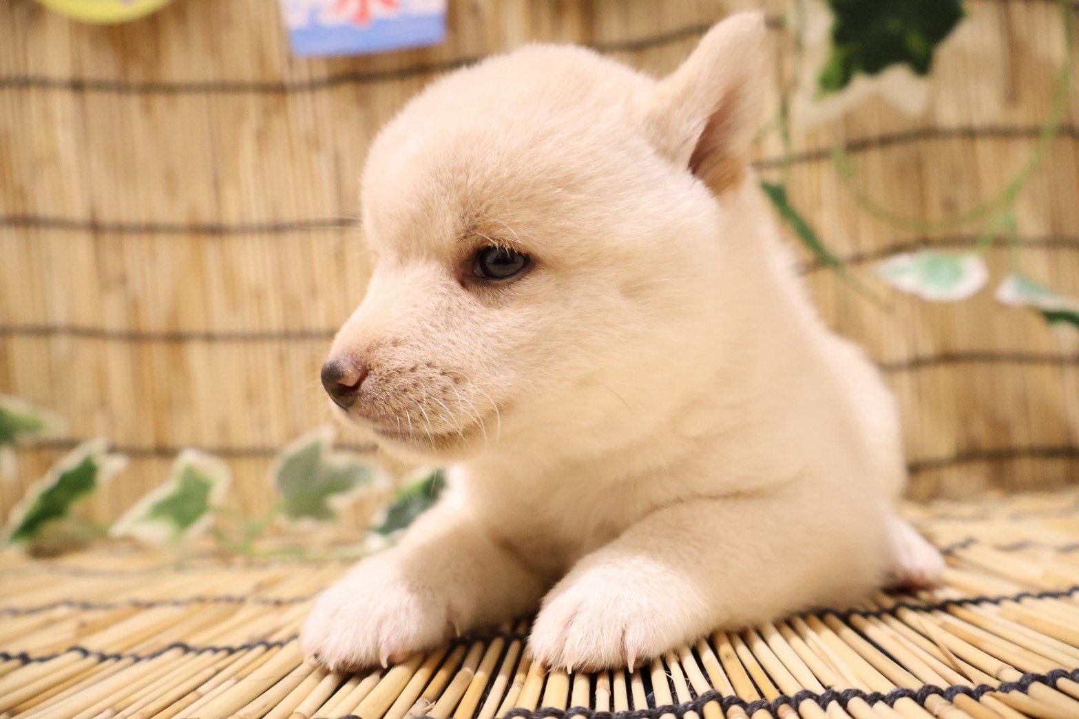 豆柴 白の子犬｜福岡 | ペッツメイト天神大名店