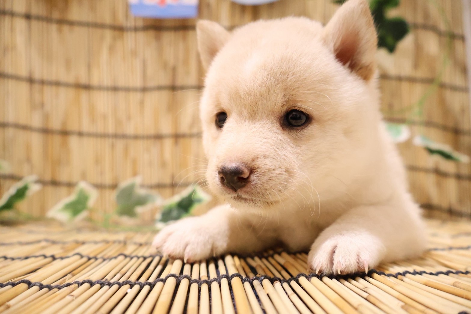 豆柴 白の子犬｜福岡 | ペッツメイト天神大名店