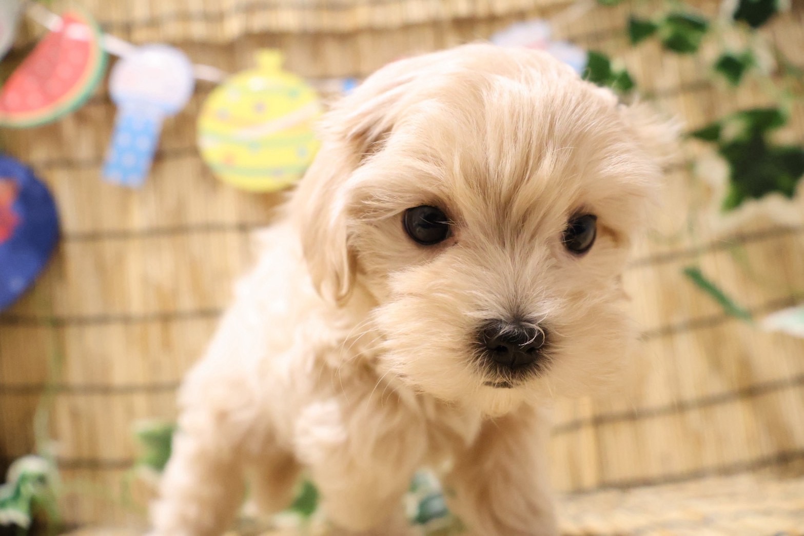MIX(マルチーズ×トイプードル) クリームの子犬｜福岡 | ペッツメイト天神大名店