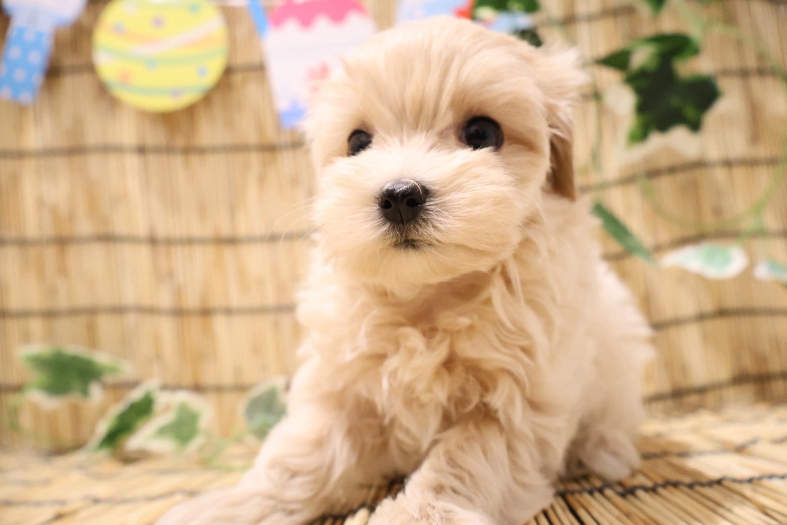 MIX(マルチーズ×トイプードル) クリームの子犬｜福岡 | ペッツメイト天神大名店