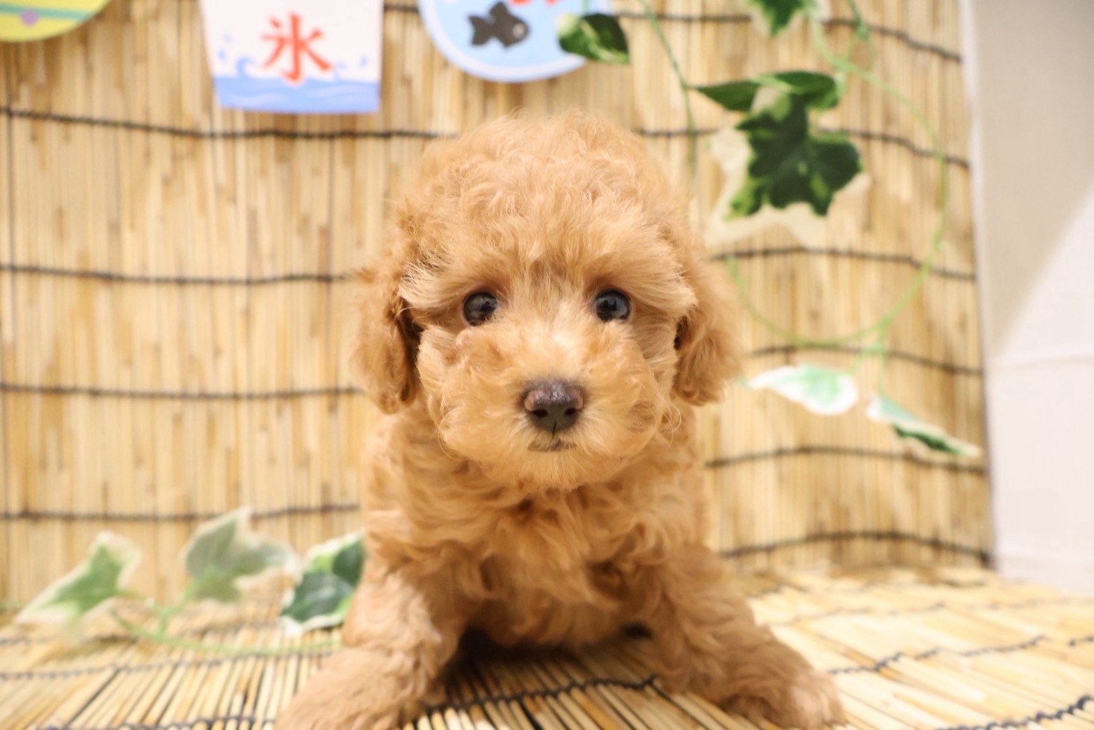 トイプードル レッドの子犬｜福岡 |ペッツメイトイオン小郡店