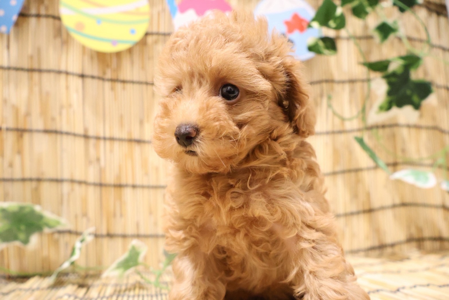 トイプードル レッドの子犬｜福岡 |ペッツメイトイオン小郡店