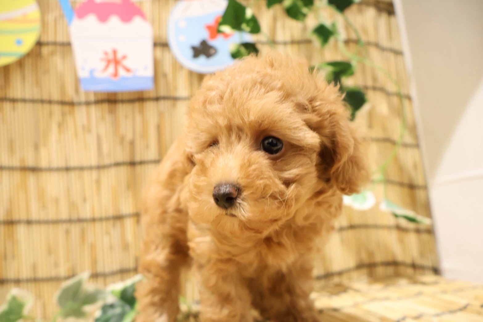 トイプードル レッドの子犬｜福岡 |ペッツメイトイオン小郡店