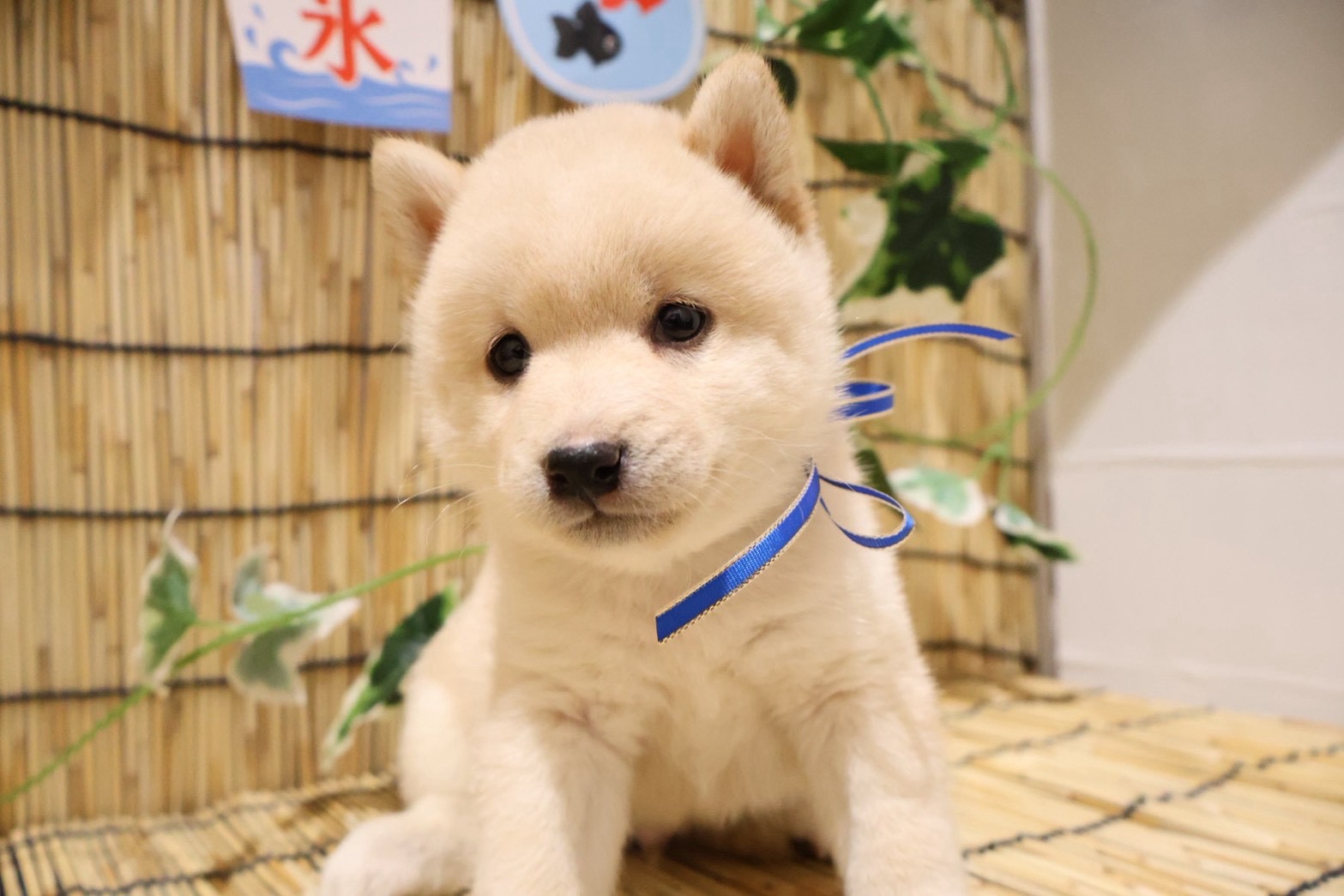豆柴 白の子犬｜福岡 |ペットアミ須恵店