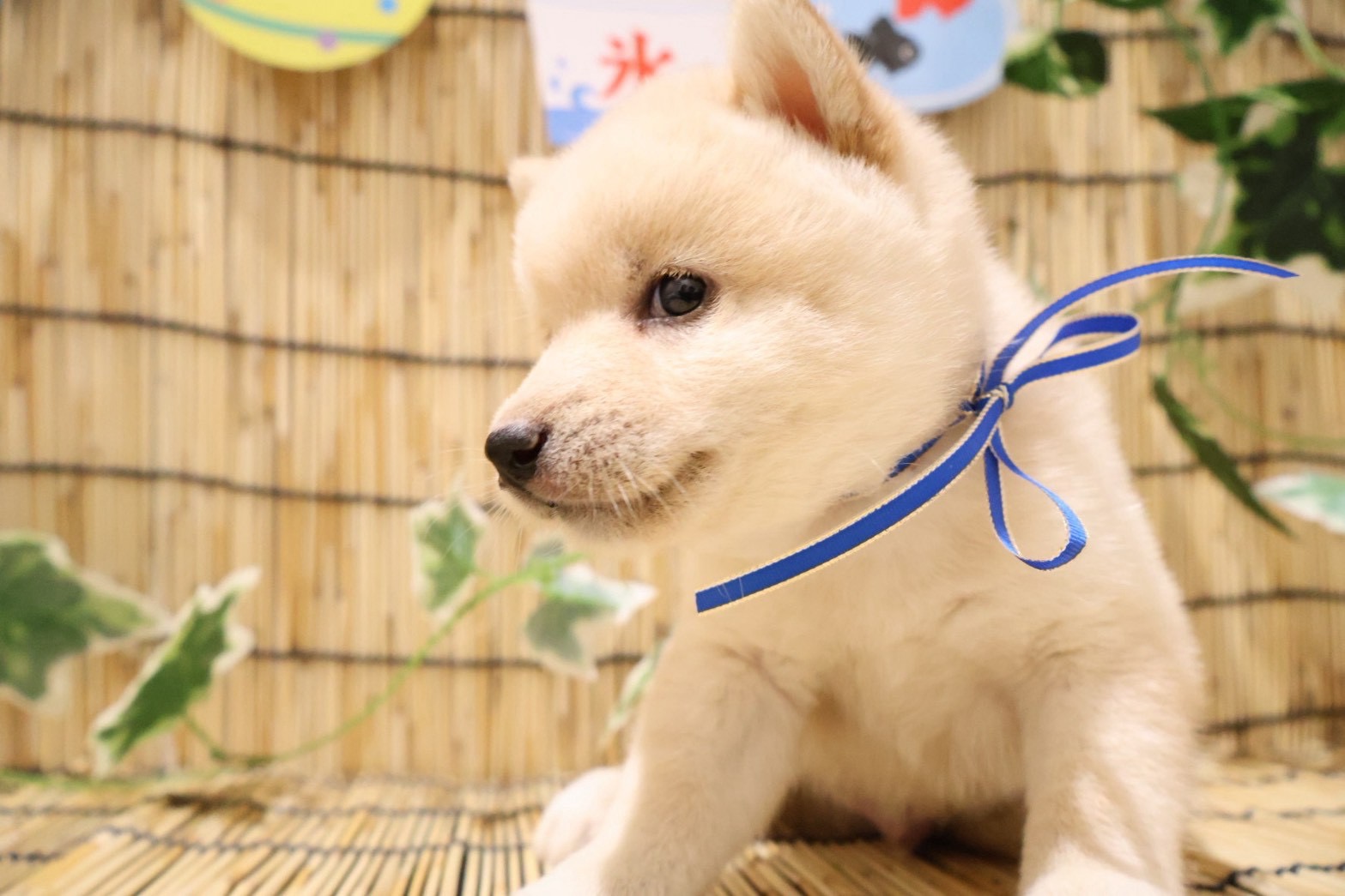 豆柴 白の子犬｜福岡 |ペットアミ須恵店