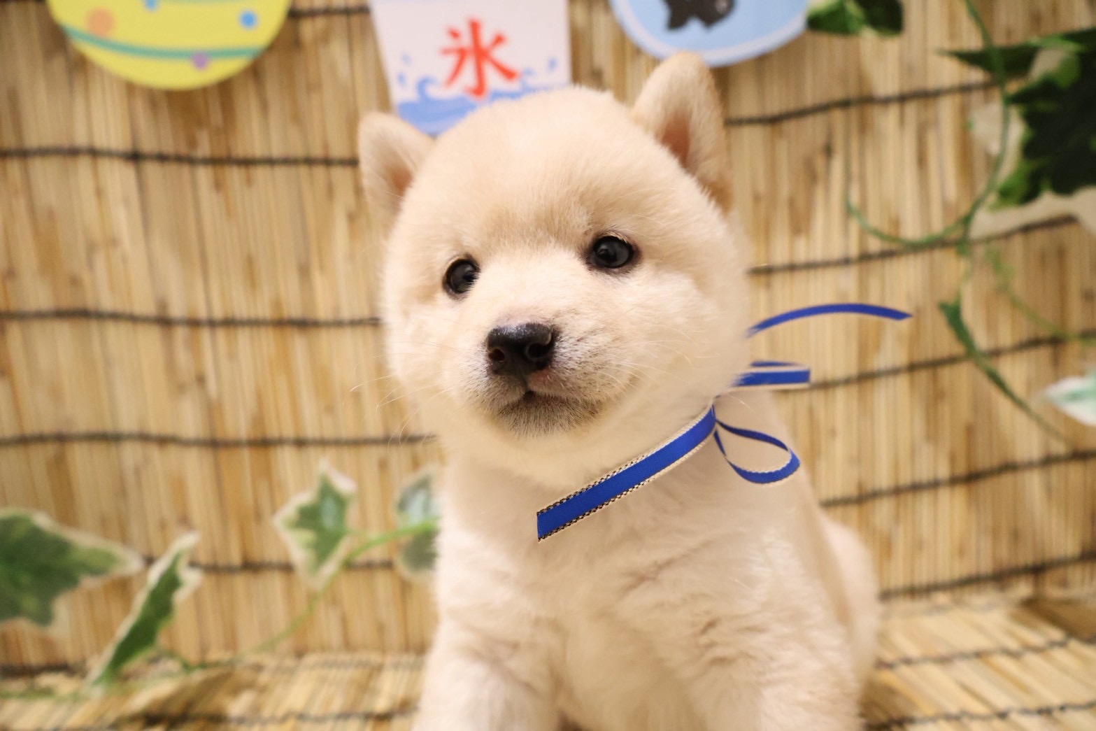 豆柴 白の子犬｜福岡 |ペットアミ須恵店