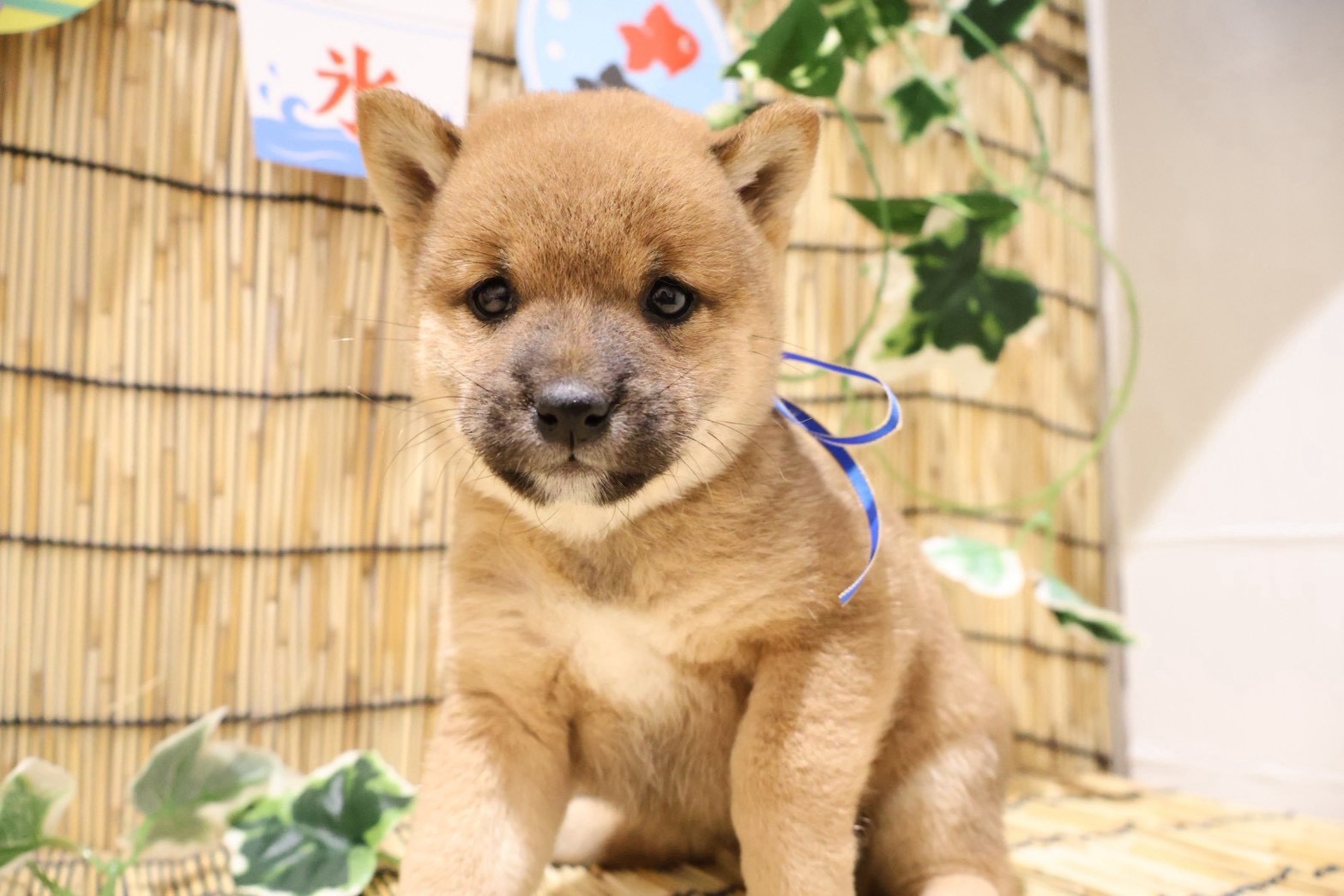 豆柴 赤の子犬｜福岡 |ペットアミ須恵店