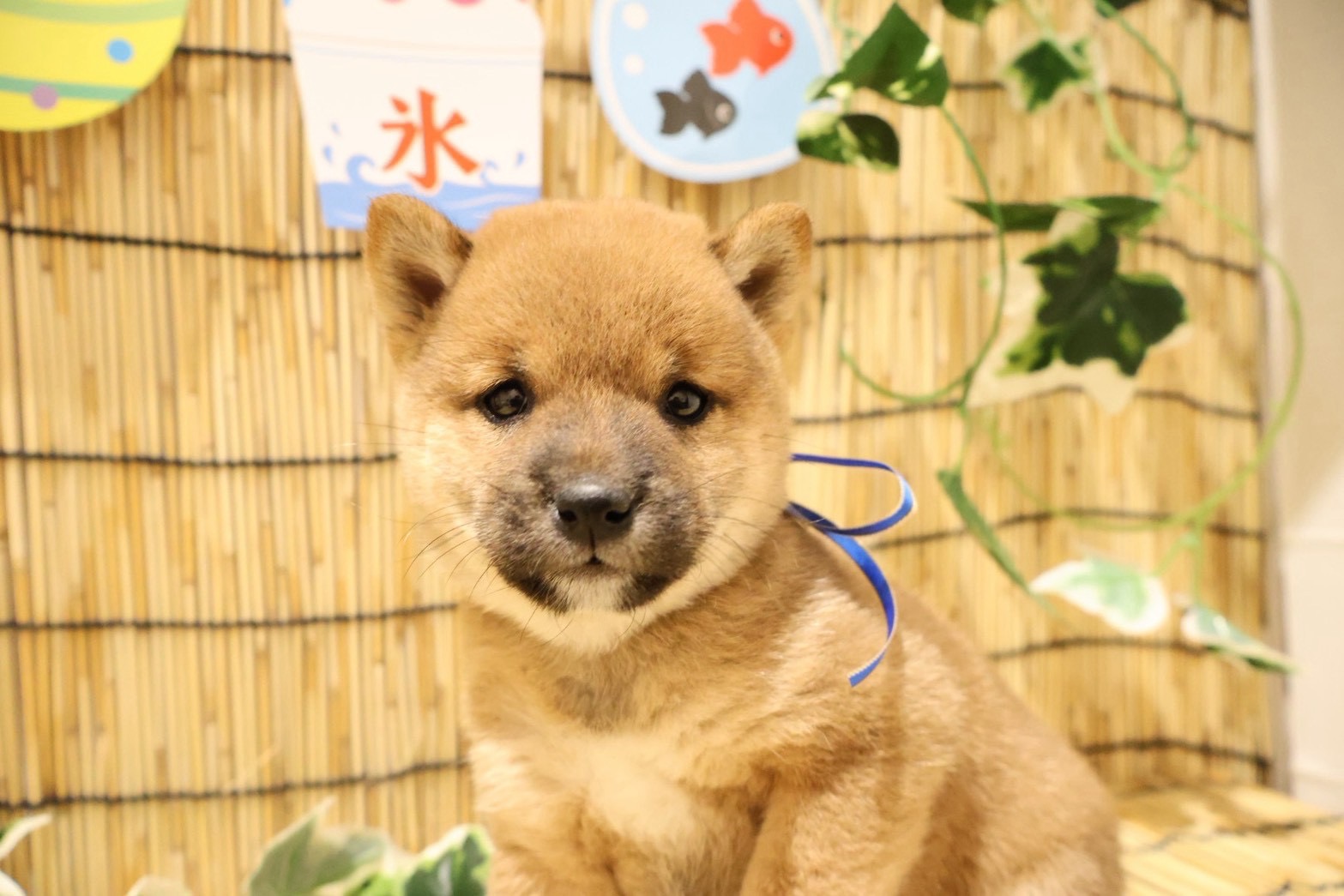 豆柴 赤の子犬｜福岡 |ペットアミ須恵店