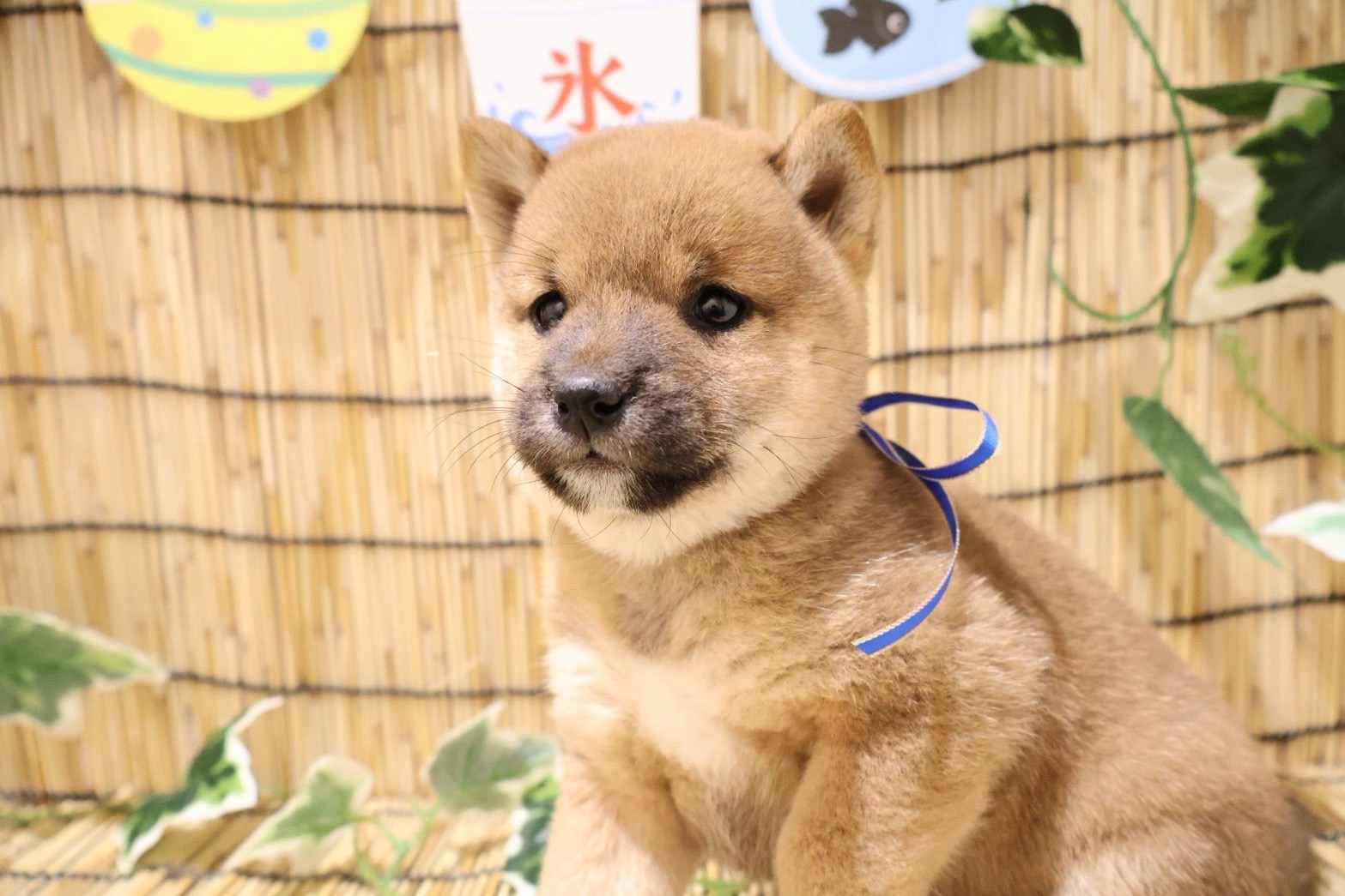 豆柴 赤の子犬｜福岡 |ペットアミ須恵店