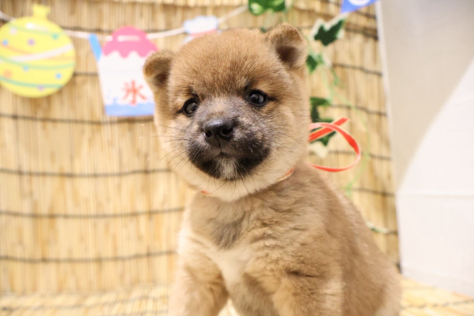豆柴 赤の子犬｜福岡 |ペッツメイトイオン乙金店