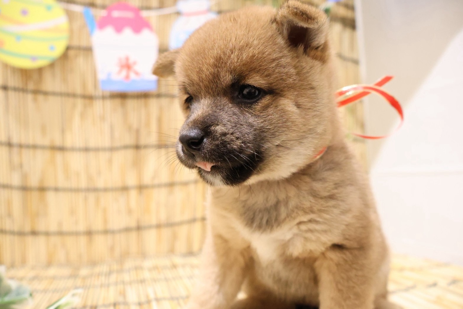 豆柴 赤の子犬｜福岡 |ペッツメイトイオン乙金店